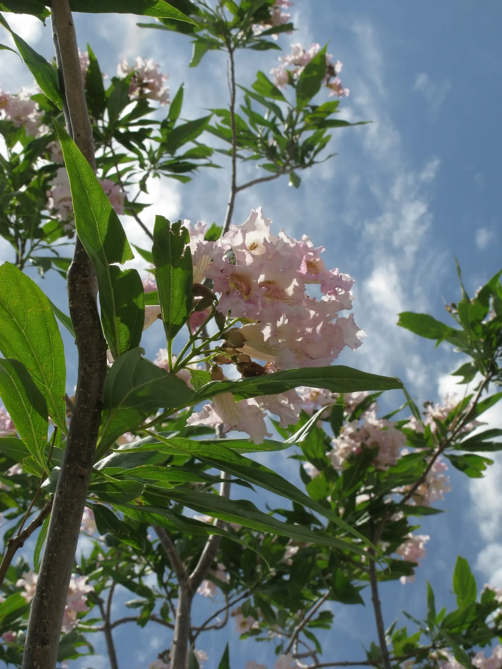 Desert Willow (Chilopsis Linearis) — although it is not closely related to true willows.<br><br>From late spring to early fall; hence the tree's common name
