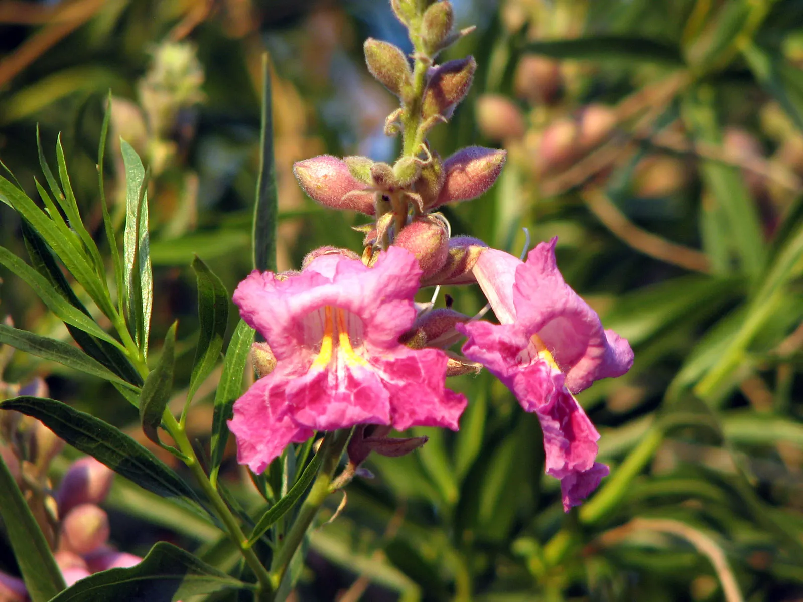 Desert Willow (Chilopsis Linearis) — tree for full; encapsulating the essence of natural beauty and resilience, image 75