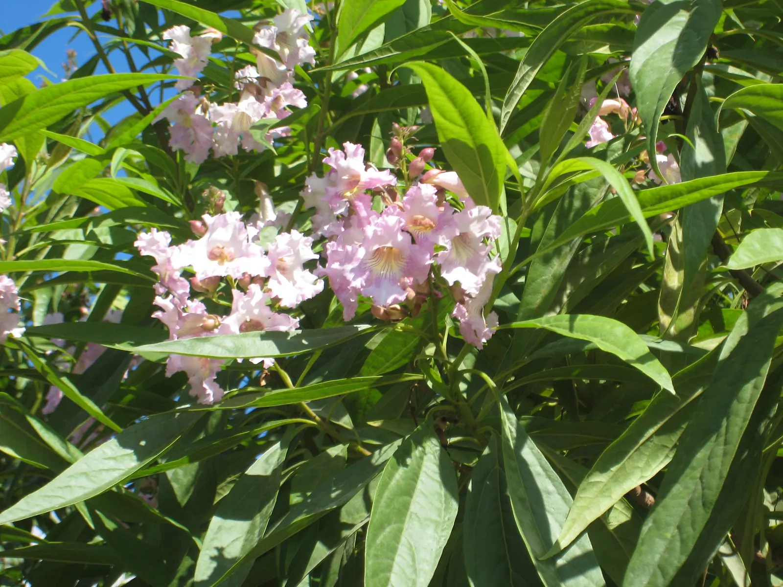 Desert Willow (Chilopsis Linearis) — the Desert Willow's form is characterized by its open