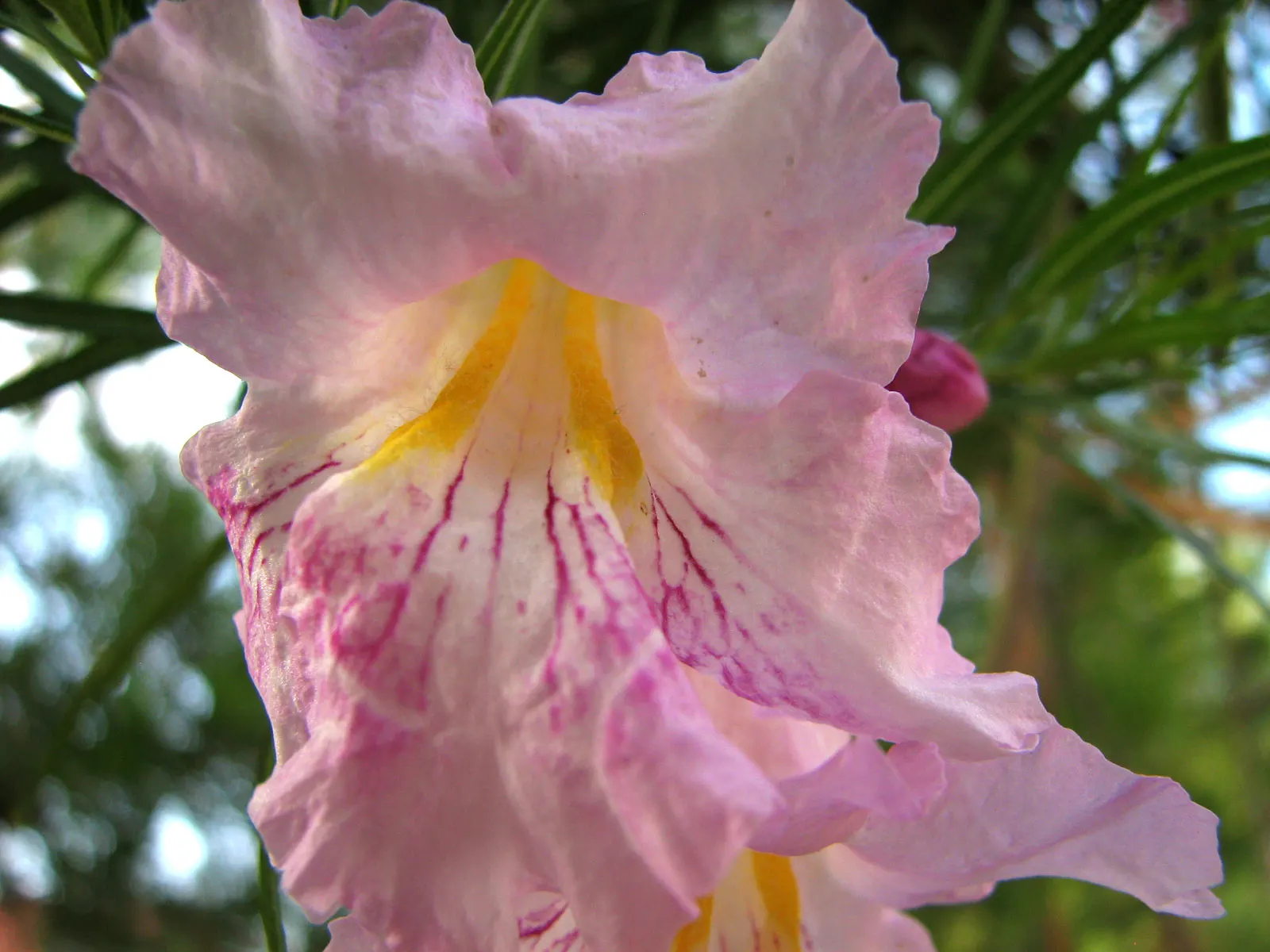 Desert Willow (Chilopsis Linearis) — elongated leaves along with trumpet-shaped flowers with varied hues from pink to lavender; its non-invasive, image 82