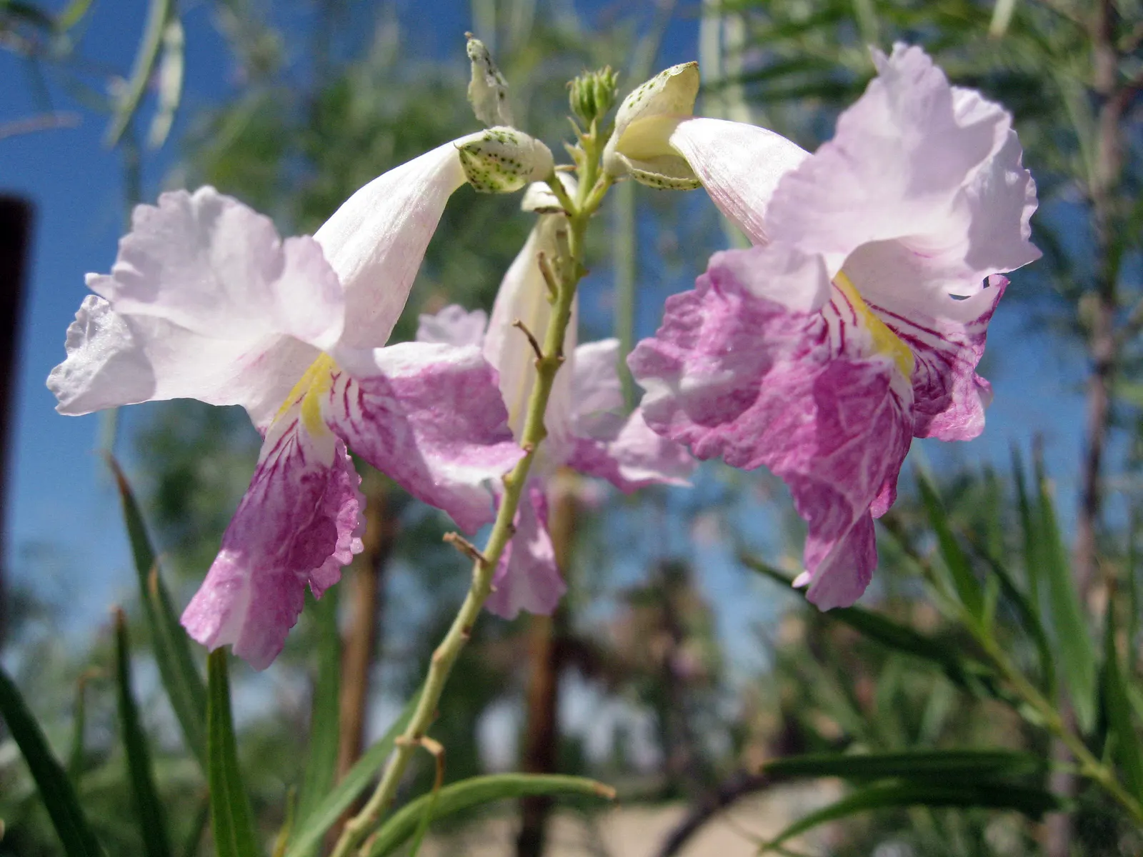 Desert Willow (Chilopsis Linearis) — blooming from late spring to early fall; thrives in USDA zones 7-9