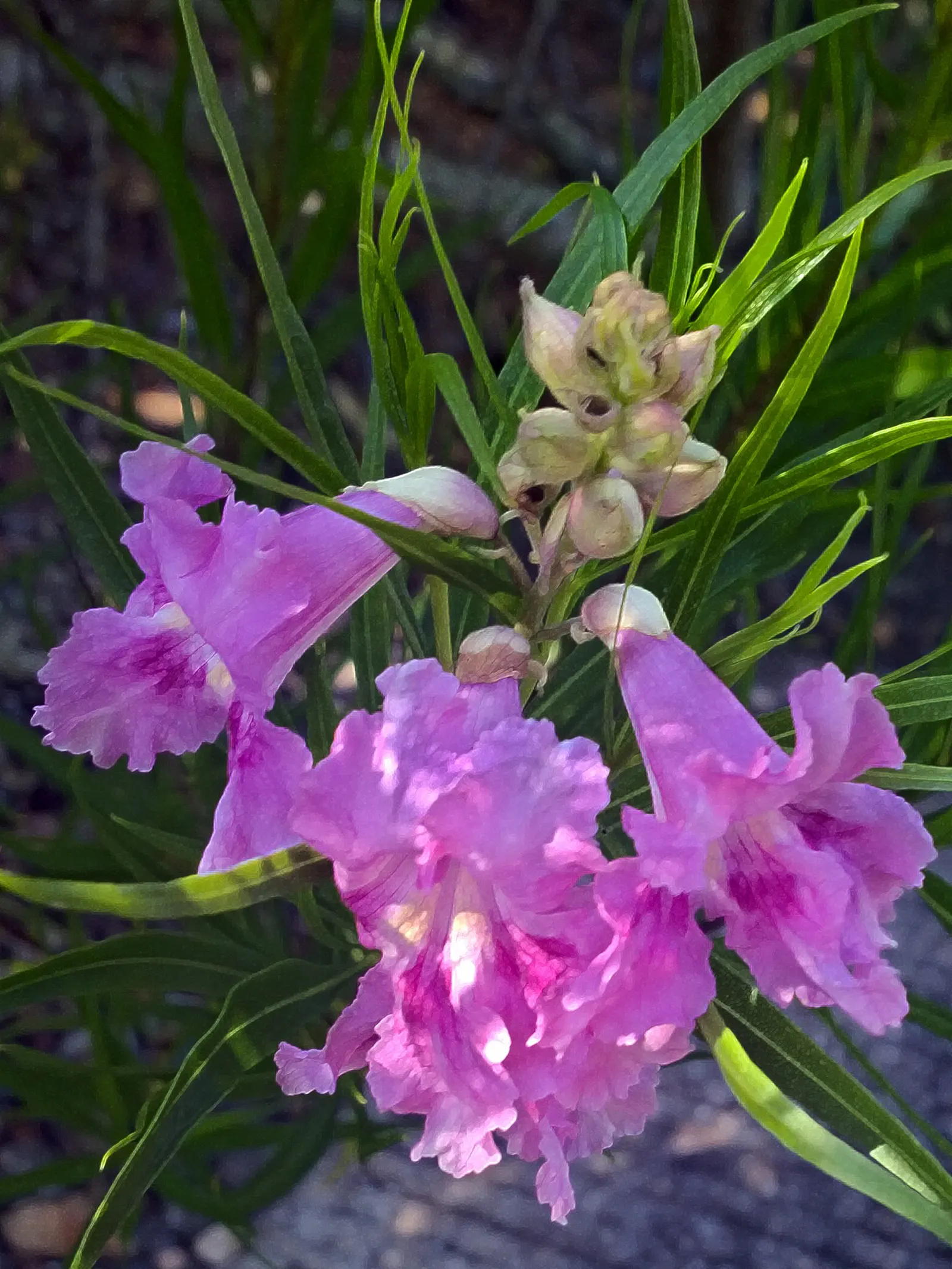 Desert Willow (Chilopsis Linearis) — Its non-invasive root system makes it an excellent choice for planting near structures or walkways