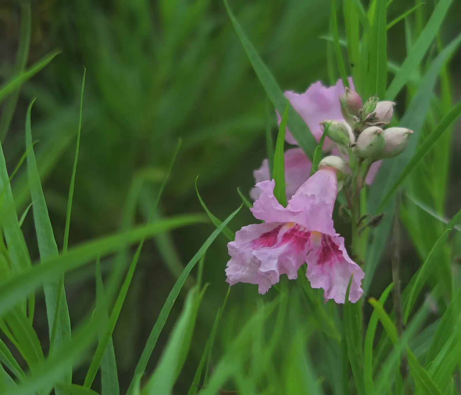 Desert Willow (Chilopsis Linearis) — Its non-invasive root system makes it an excellent choice for planting near structures or walkways; each bloom typically