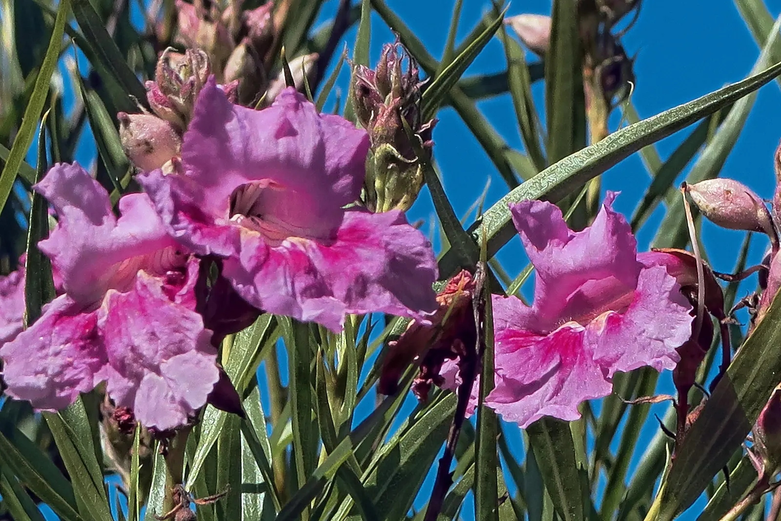 Desert Willow (Chilopsis Linearis) — a drought-tolerant deciduous shrub