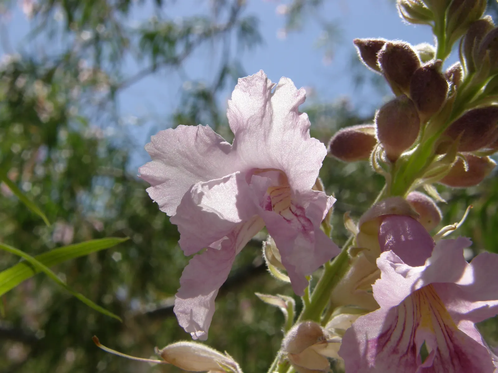 Desert Willow (Chilopsis Linearis) — tree with lavender and pink blooms; these delicate leaves are bright green and willow-like