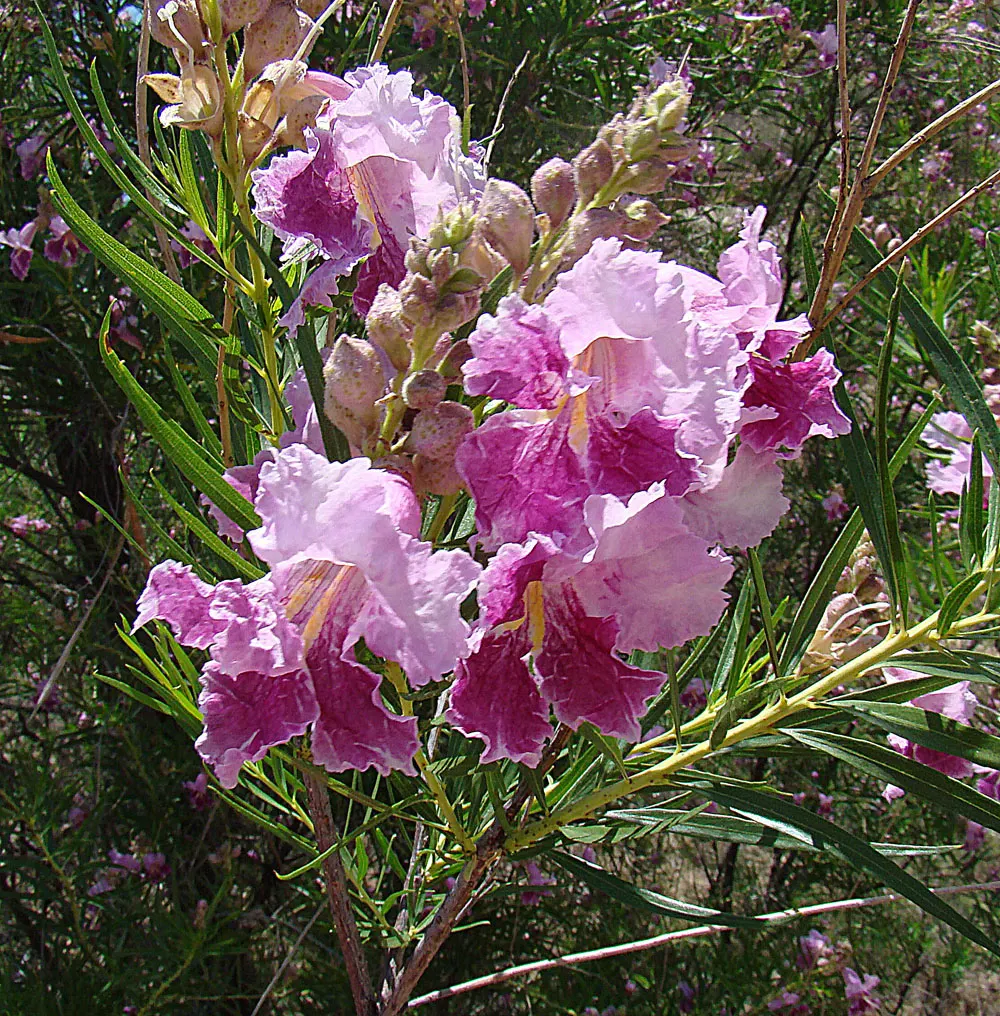 Desert Willow (Chilopsis Linearis) — These delicate leaves are bright green and willow-like; a drought-tolerant deciduous shrub