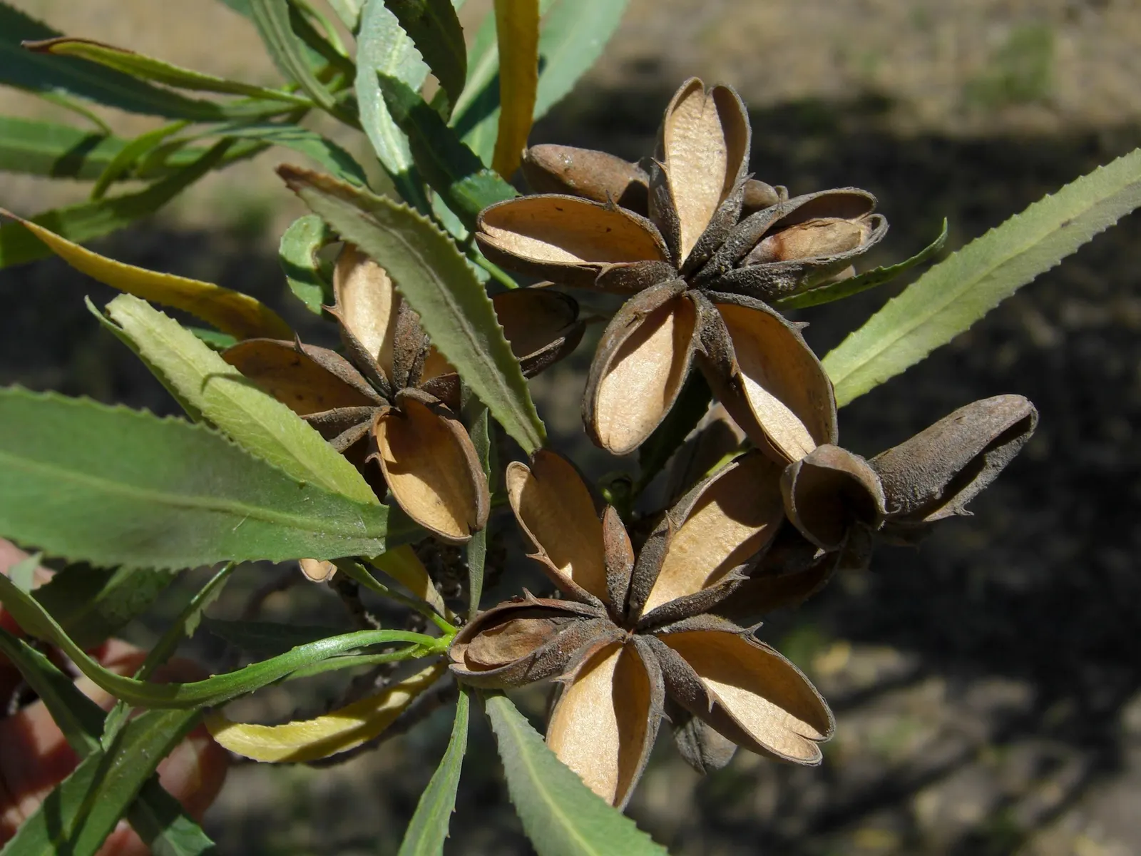 Desert Willow (Chilopsis Linearis) — scientifically known as Chilopsis linearis