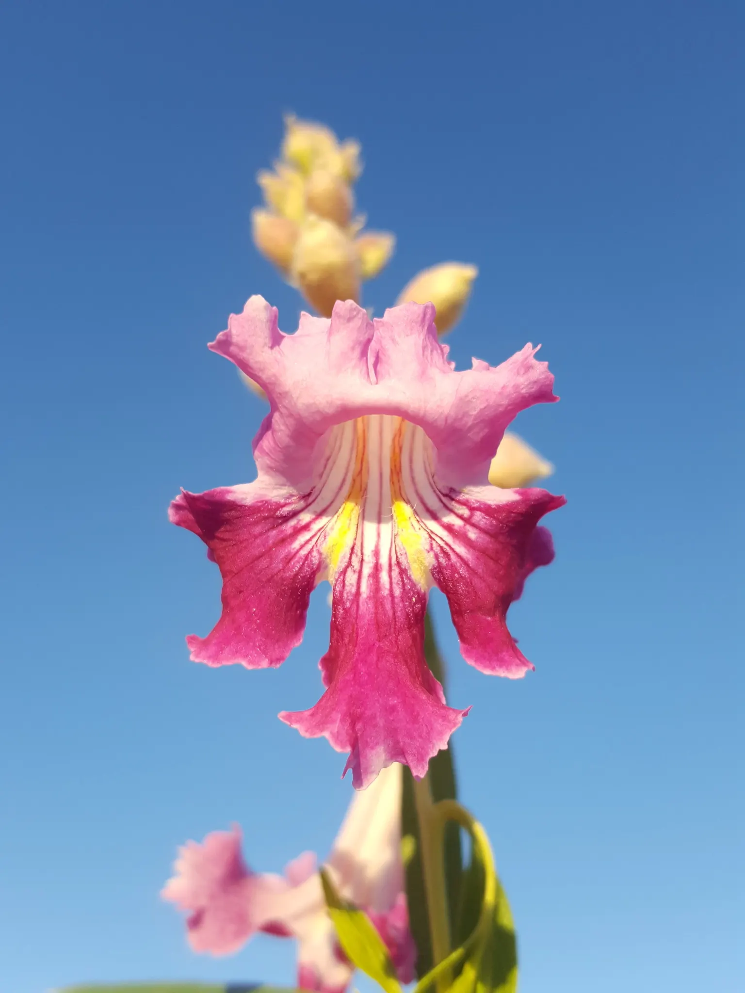 Desert Willow (Chilopsis Linearis) — It has a 15-25-foot spread with an open, airy canopy; elongated leaves along with trumpet-shaped flowers with, image 80