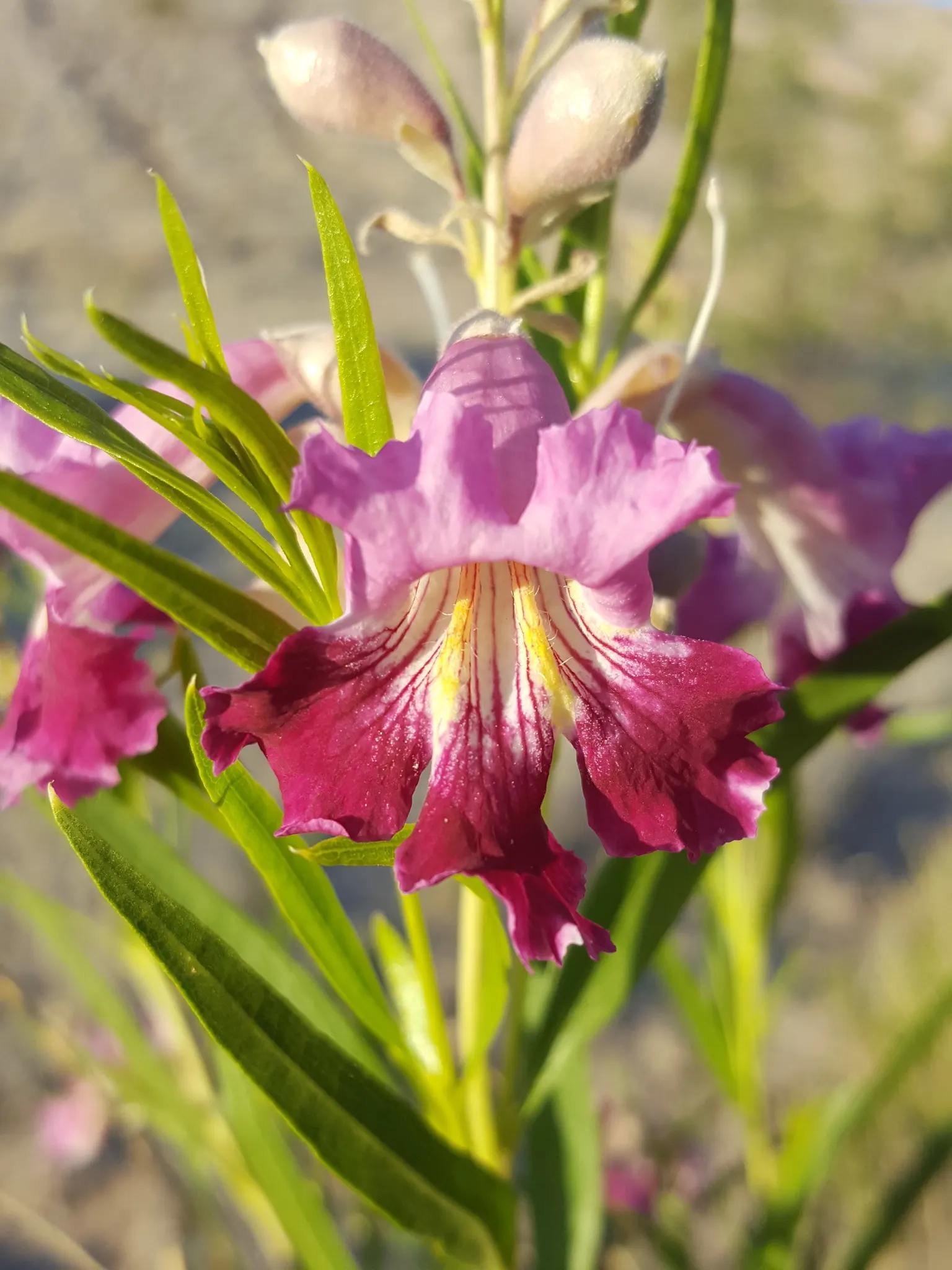 Desert Willow (Chilopsis Linearis) — hence the tree's common name; chilopsis provides an elegant, image 66