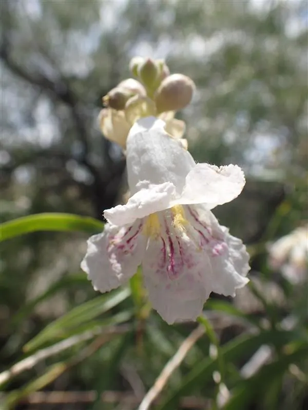 Desert Willow (Chilopsis Linearis) — encapsulating the essence of natural beauty and resilience; desert Willow (Chilopsis linearis)