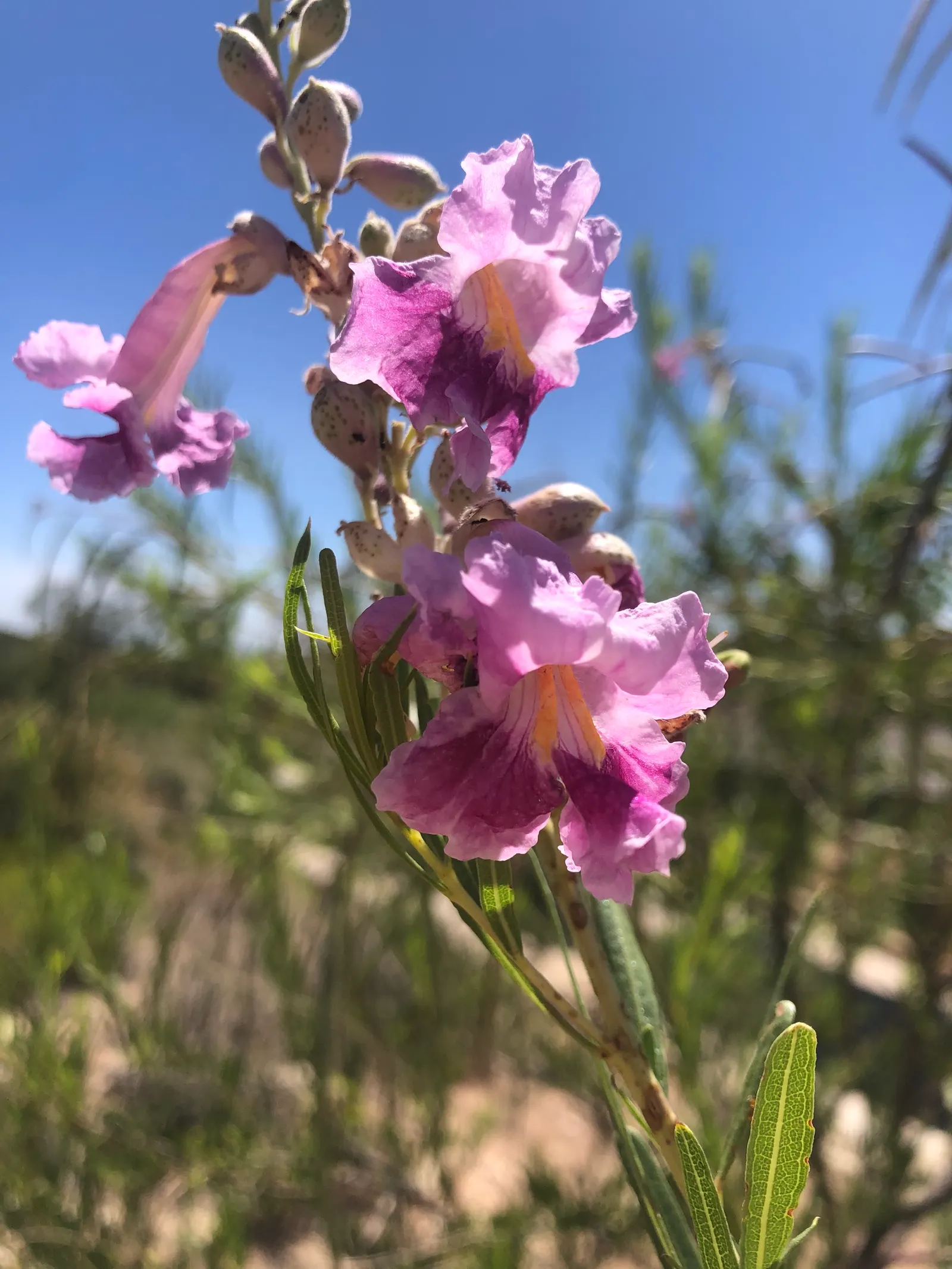 Desert Willow (Chilopsis Linearis) — Desert Willow (Chilopsis linearis); attaining heights of 15-30 feet, image 76