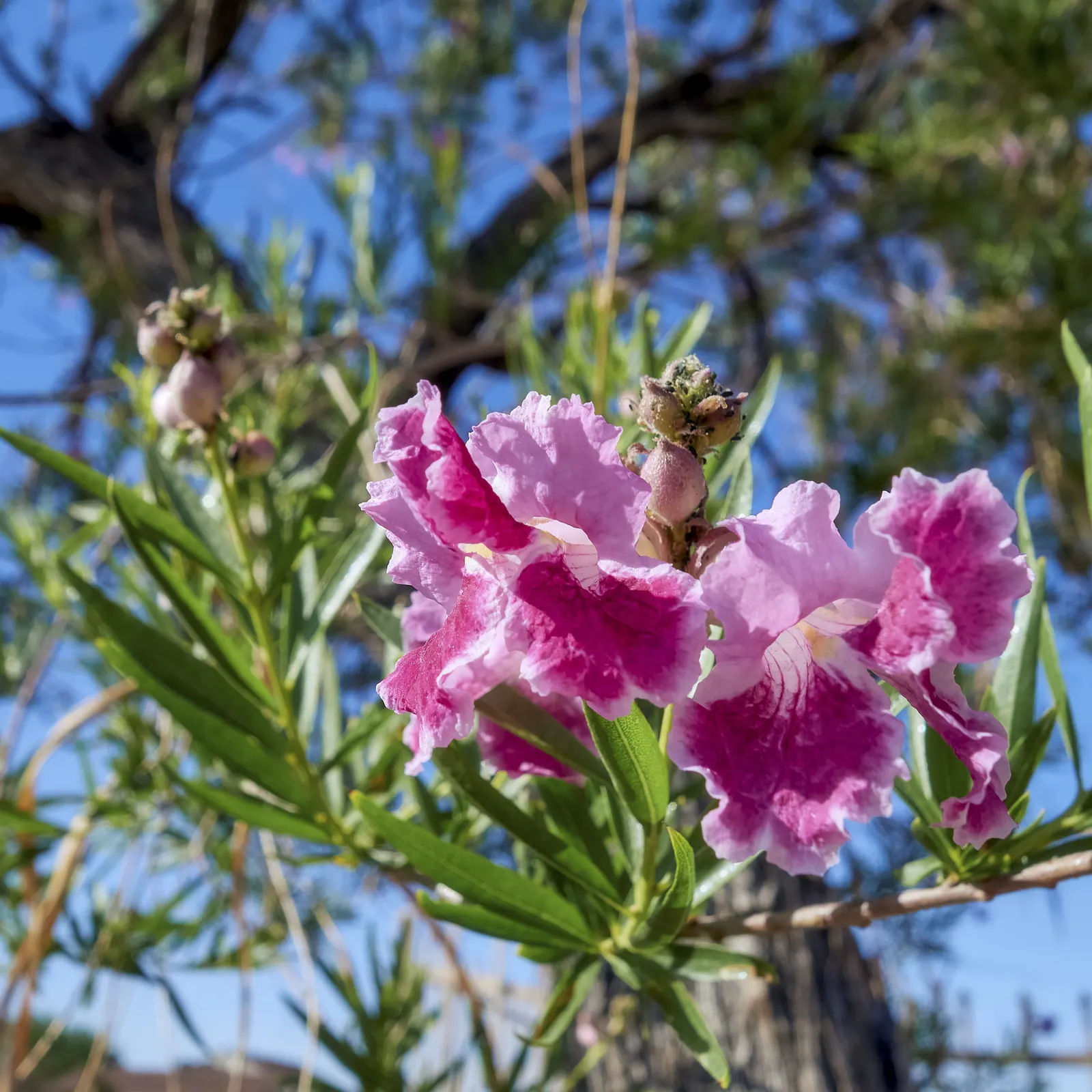 Desert Willow (Chilopsis Linearis) — although it is not closely related to true willows.<br><br>From late spring to early fall; hence the tree's, image 67