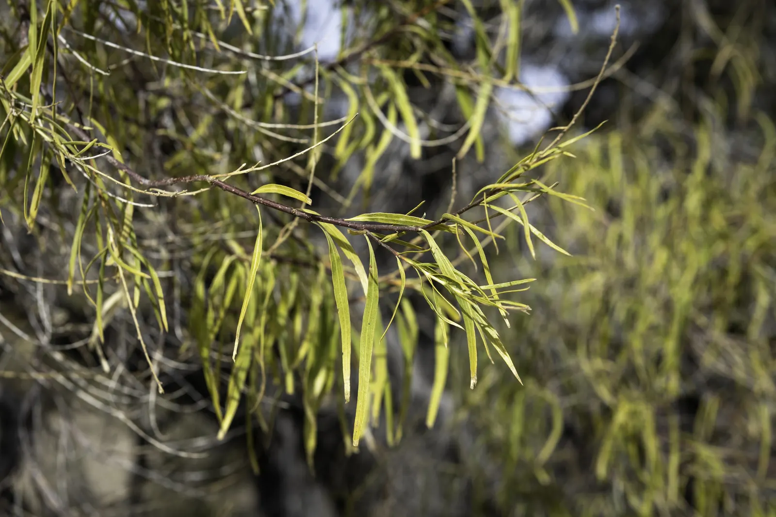 Desert Willow (Chilopsis Linearis) — thrives in USDA zones 7-9