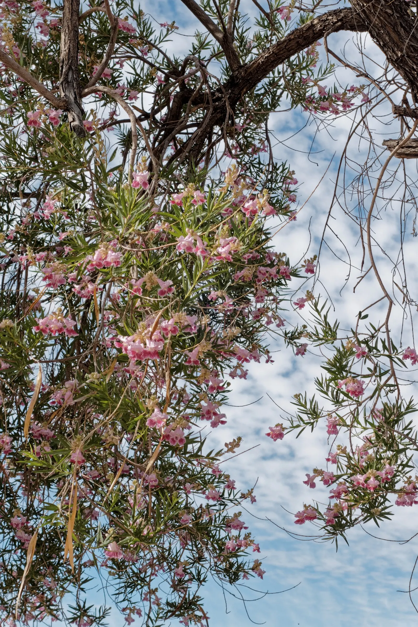 Desert Willow (Chilopsis Linearis) — Each bloom typically spans 1 to 1.5 inches in length