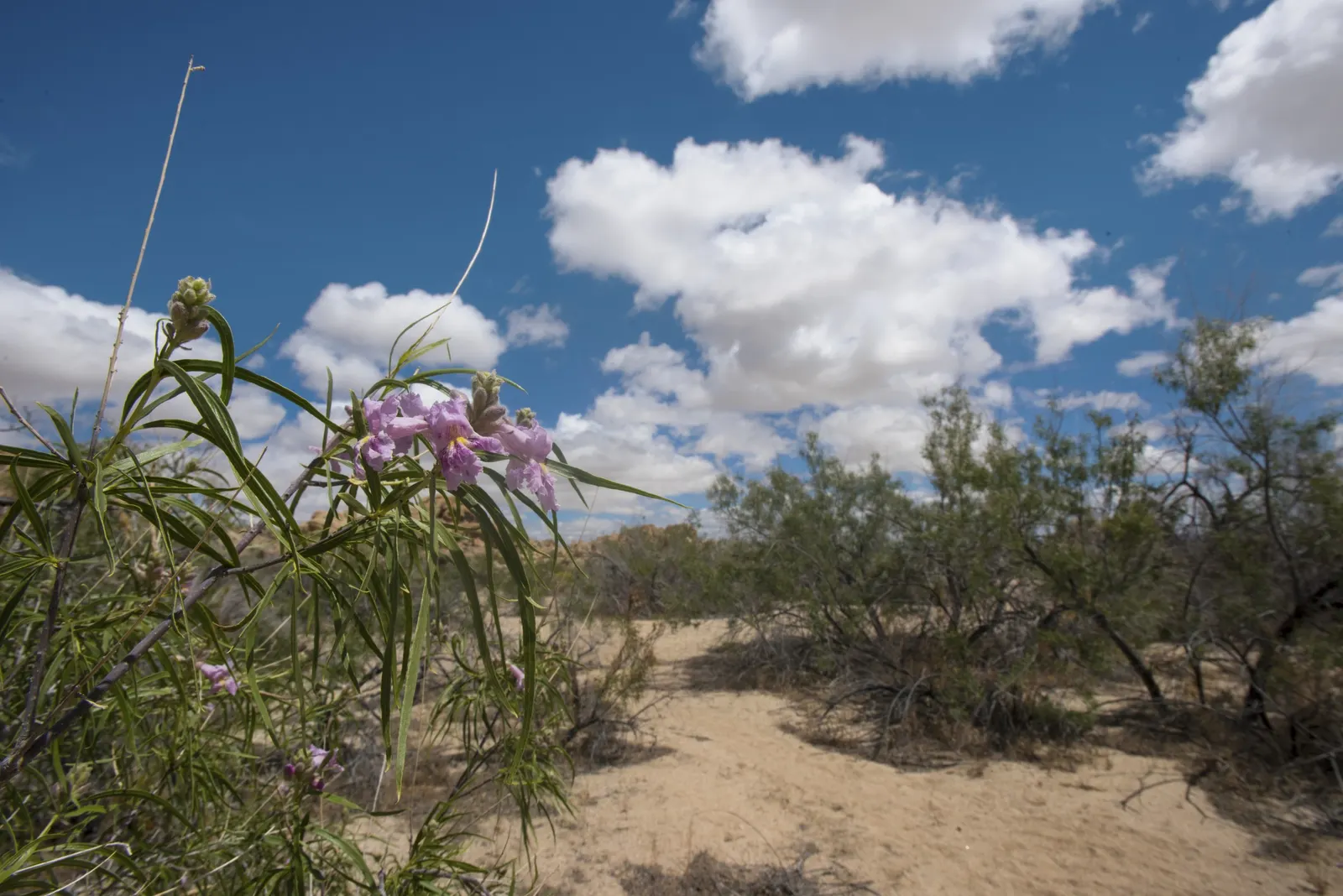 Desert Willow (Chilopsis Linearis) — These delicate leaves are bright green and willow-like