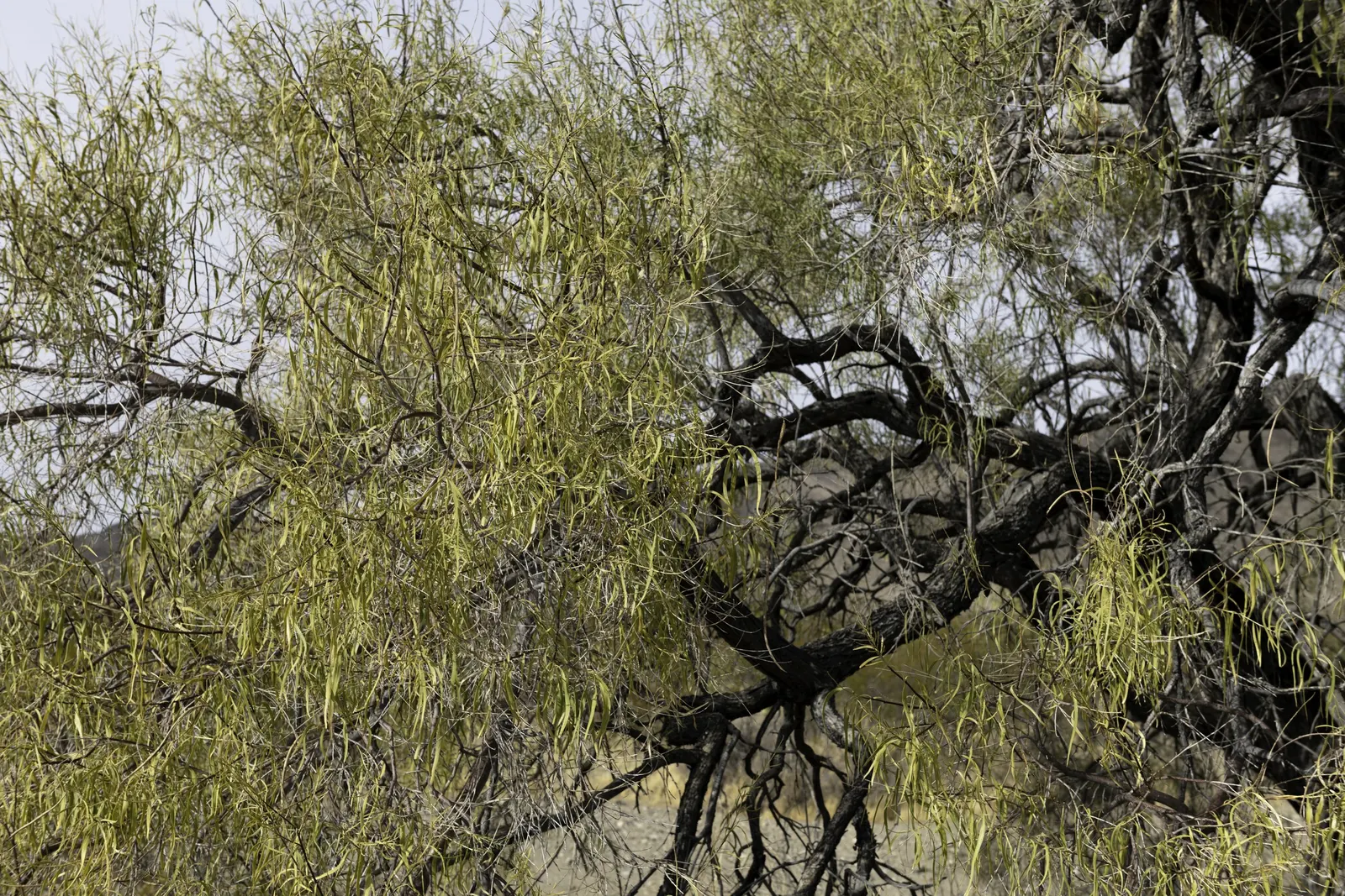 Desert Willow (Chilopsis Linearis) — hence the tree's common name