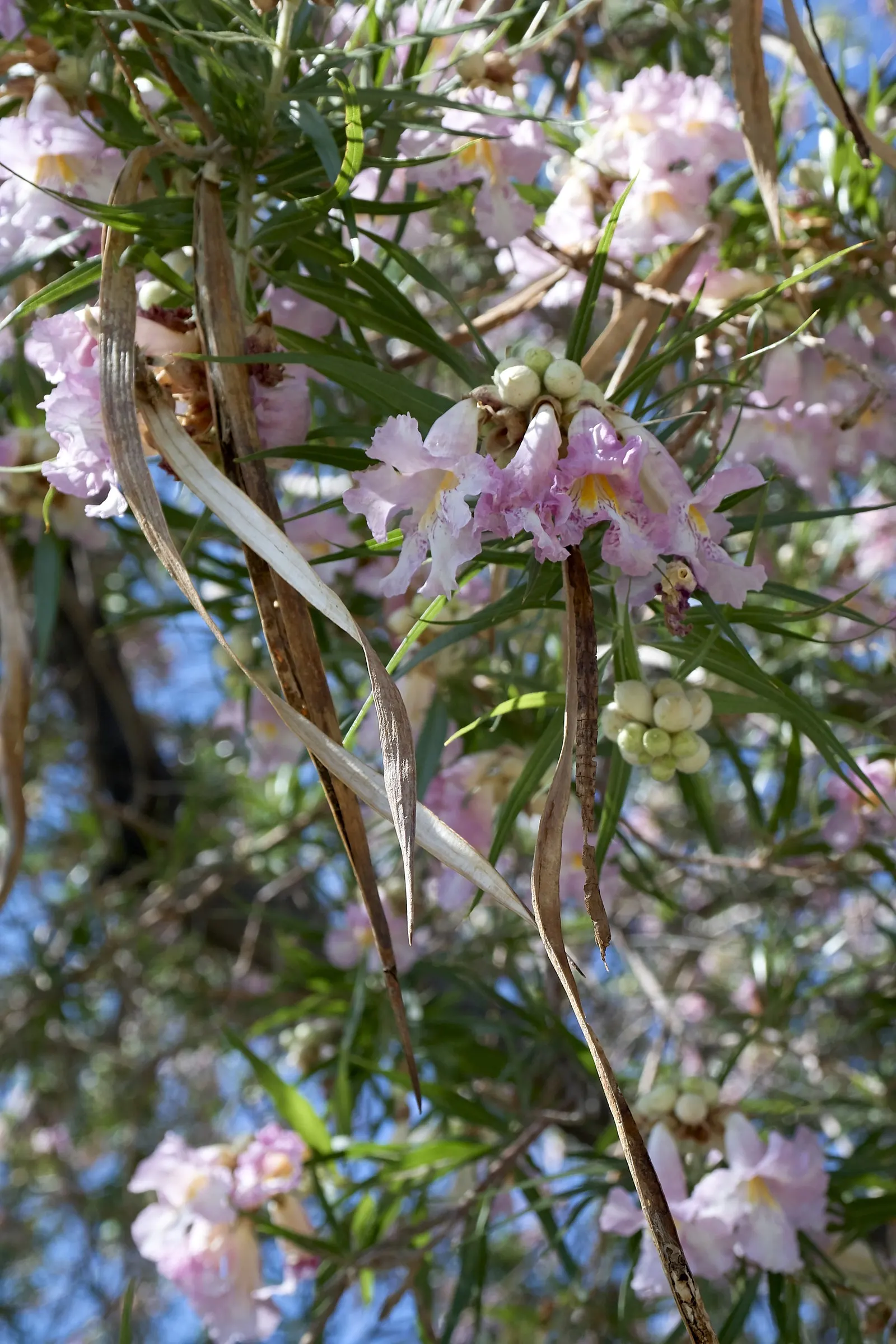 Desert Willow (Chilopsis Linearis) — This species boasts narrow; slender leaves that can reach lengths of 4 to 12 inches, image 56