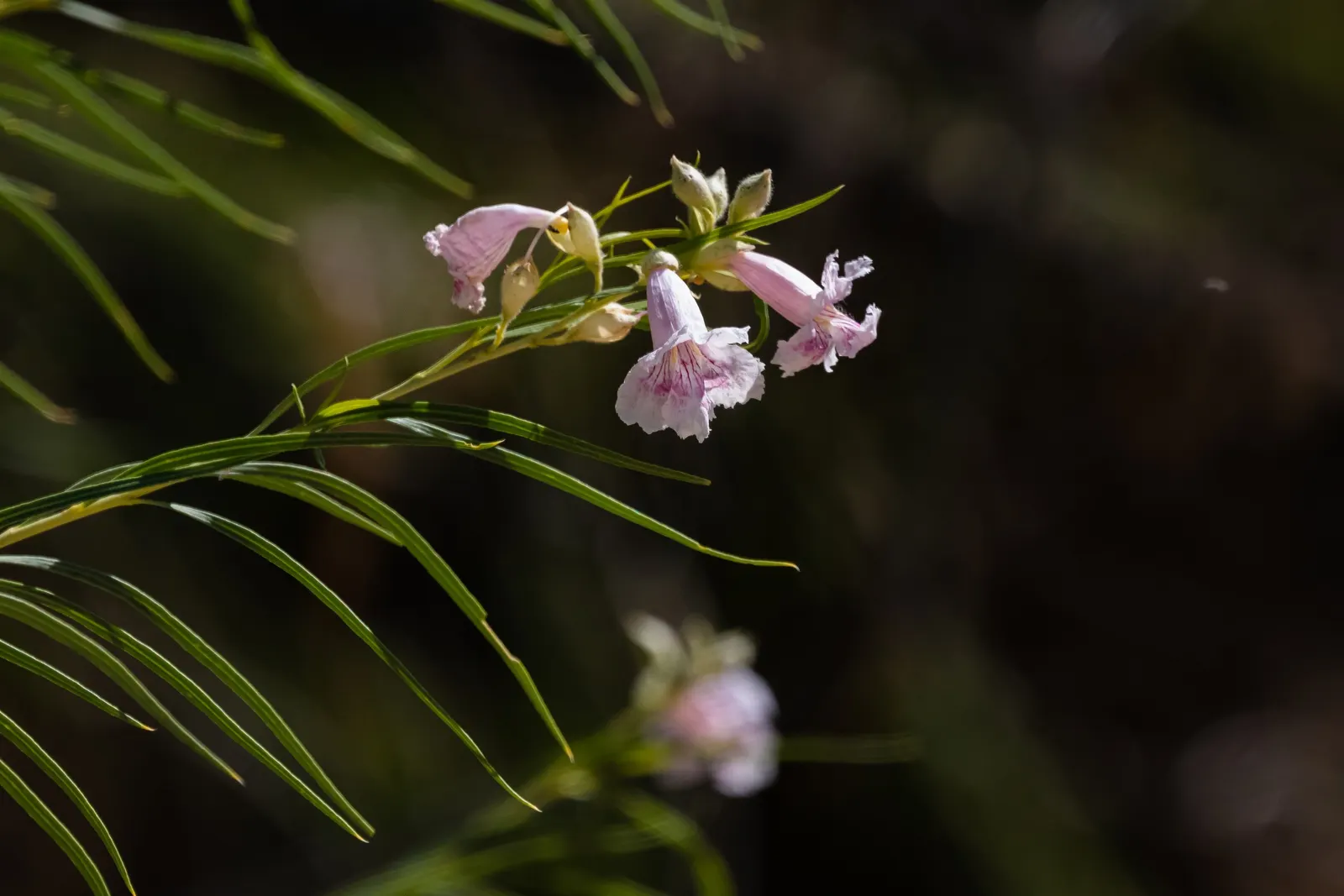 Desert Willow (Chilopsis Linearis) — a drought-tolerant deciduous shrub; scientifically known as Chilopsis linearis, image 77