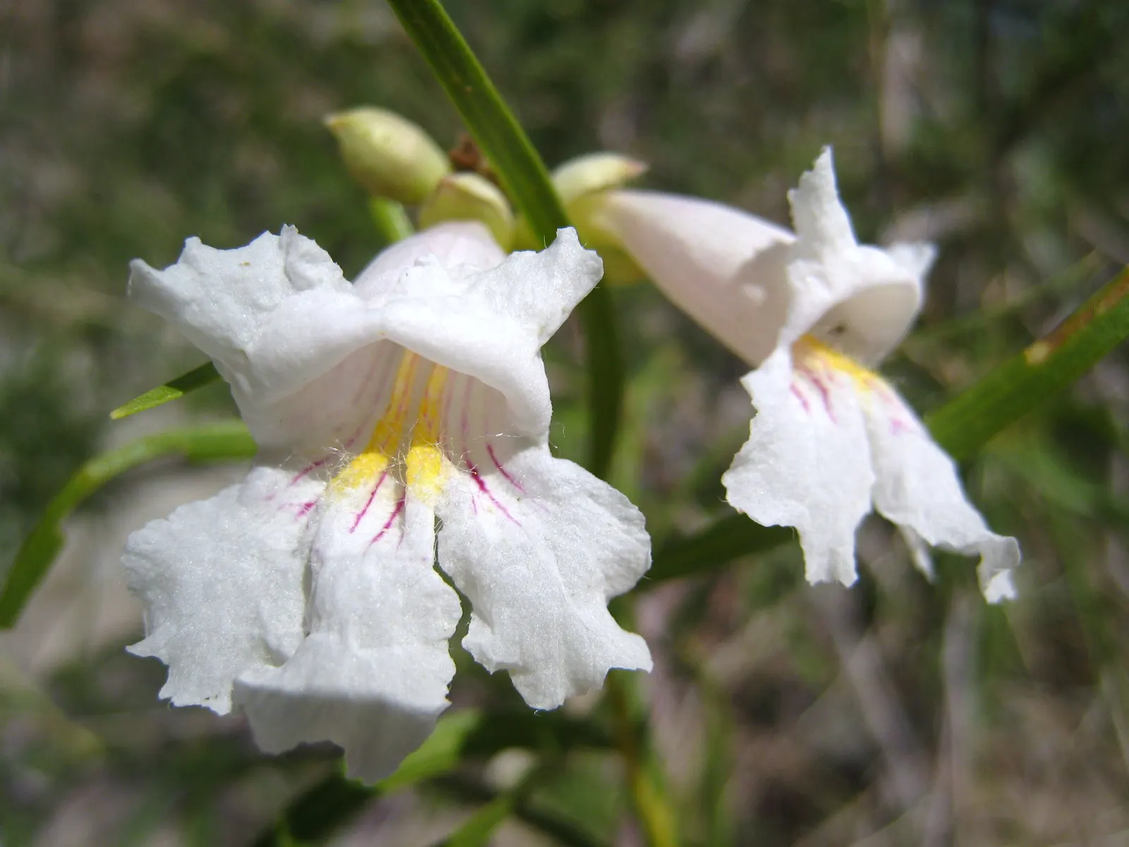 Desert Willow (Chilopsis Linearis) — wispy silhouette and attracts hummingbirds and pollinators