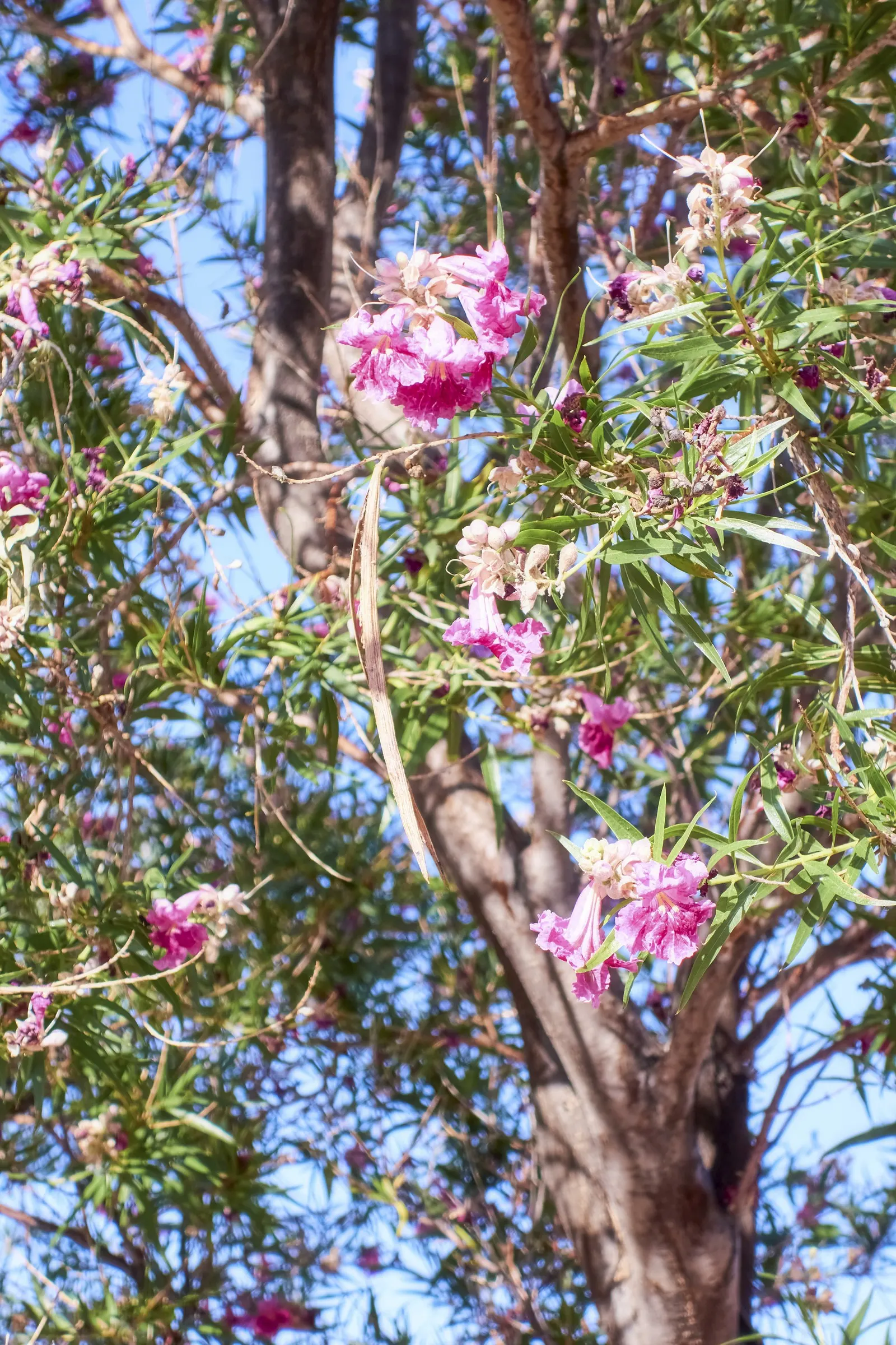 Desert Willow (Chilopsis Linearis) — the Desert Willow's form is characterized by its open, image 38