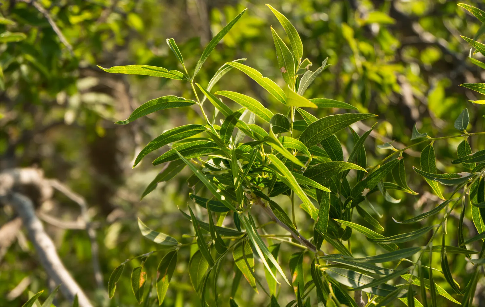 Desert Willow (Chilopsis Linearis) — tree with lavender and pink blooms; these delicate leaves are bright green and willow-like, image 74
