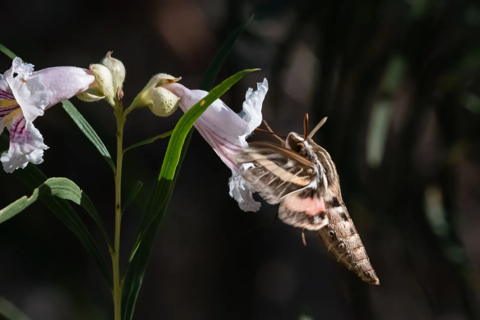 Desert Willow (Chilopsis Linearis) — thrives in USDA zones 7-9; the tree showcases its beauty with an abundant display of trumpet-shaped flowers that burst in