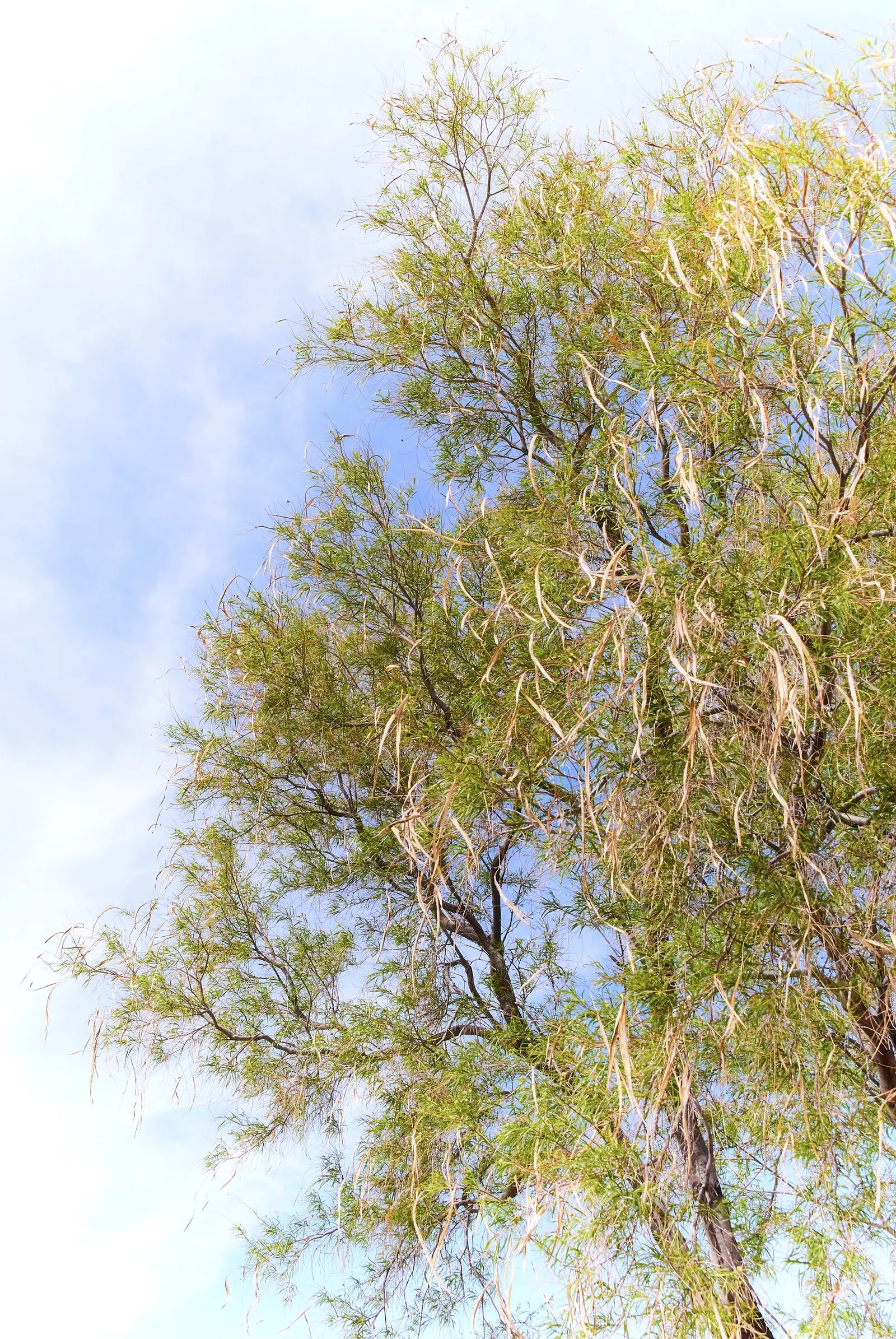 Desert Willow (Chilopsis Linearis) — Each bloom typically spans 1 to 1.5 inches in length; it has a 15-25-foot spread with an open, airy canopy, image 69