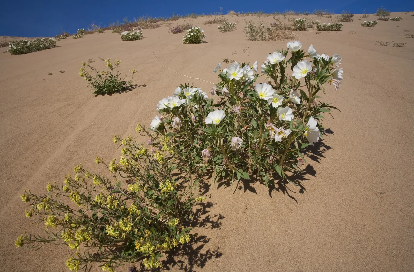 Desert Willow (Chilopsis Linearis) — This species boasts narrow; slender leaves that can reach lengths of 4 to 12 inches, image 81