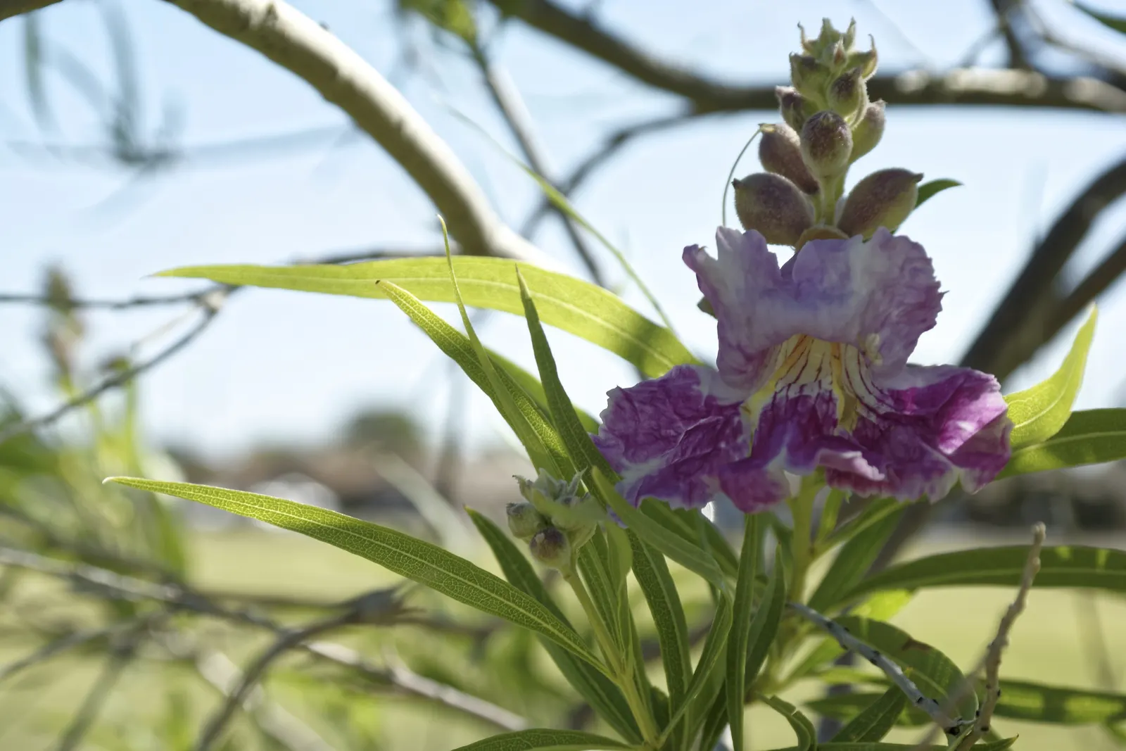 Desert Willow (Chilopsis Linearis) — Desert Willow (Chilopsis linearis); attaining heights of 15-30 feet