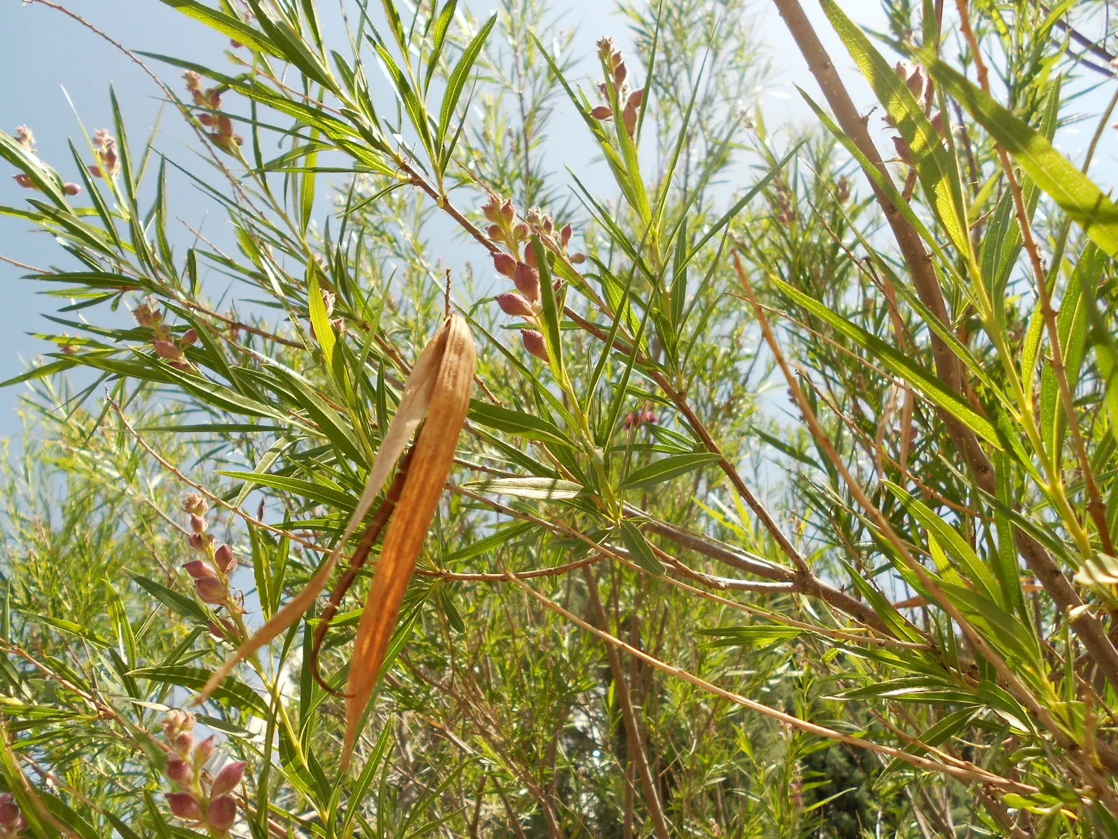 Desert Willow (Chilopsis Linearis) — it is important to note that this species prefers full sun and well-draining soils