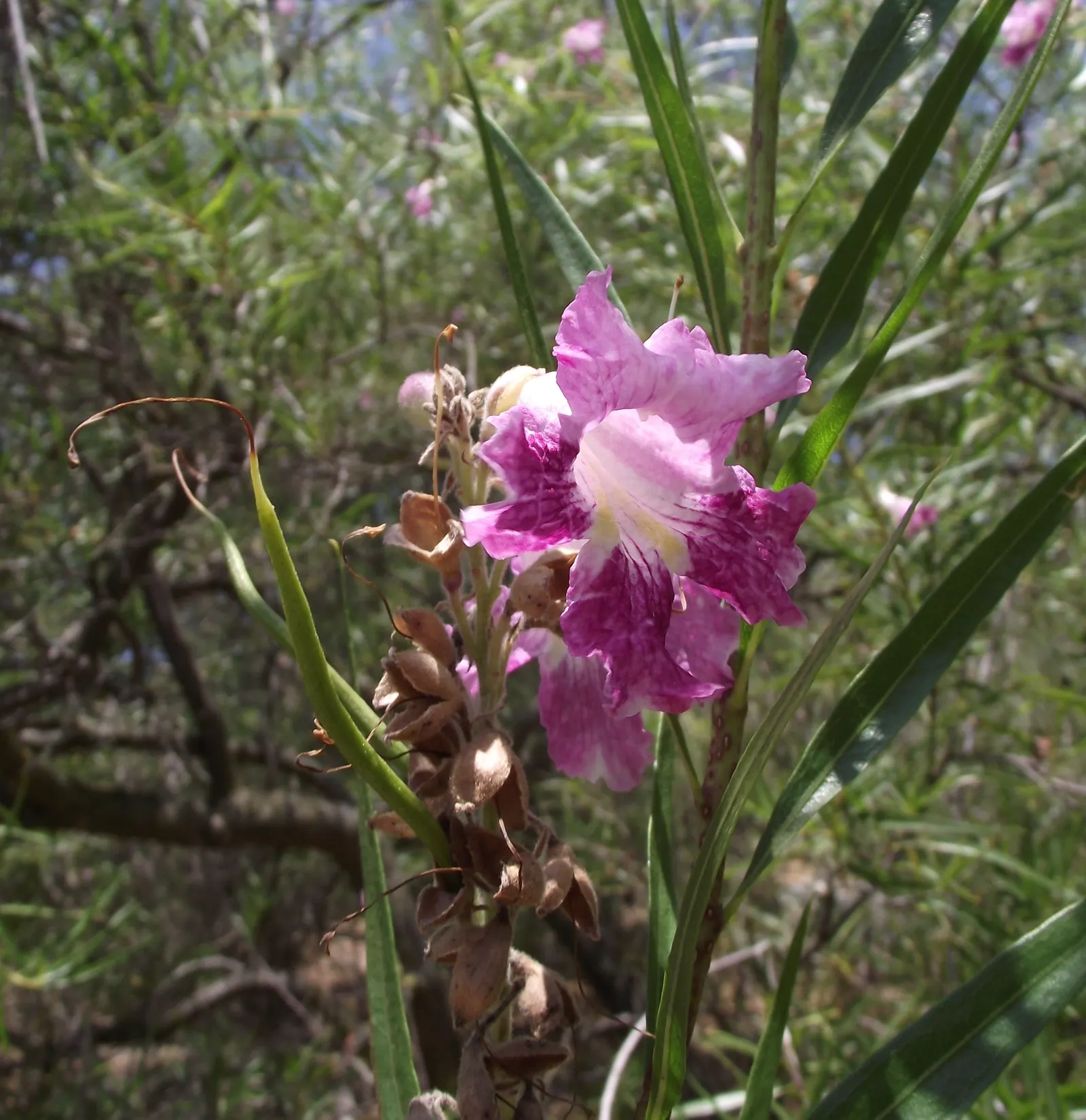 Desert Willow (Chilopsis Linearis) — scientifically known as Chilopsis linearis; tree with lavender and pink blooms, image 61