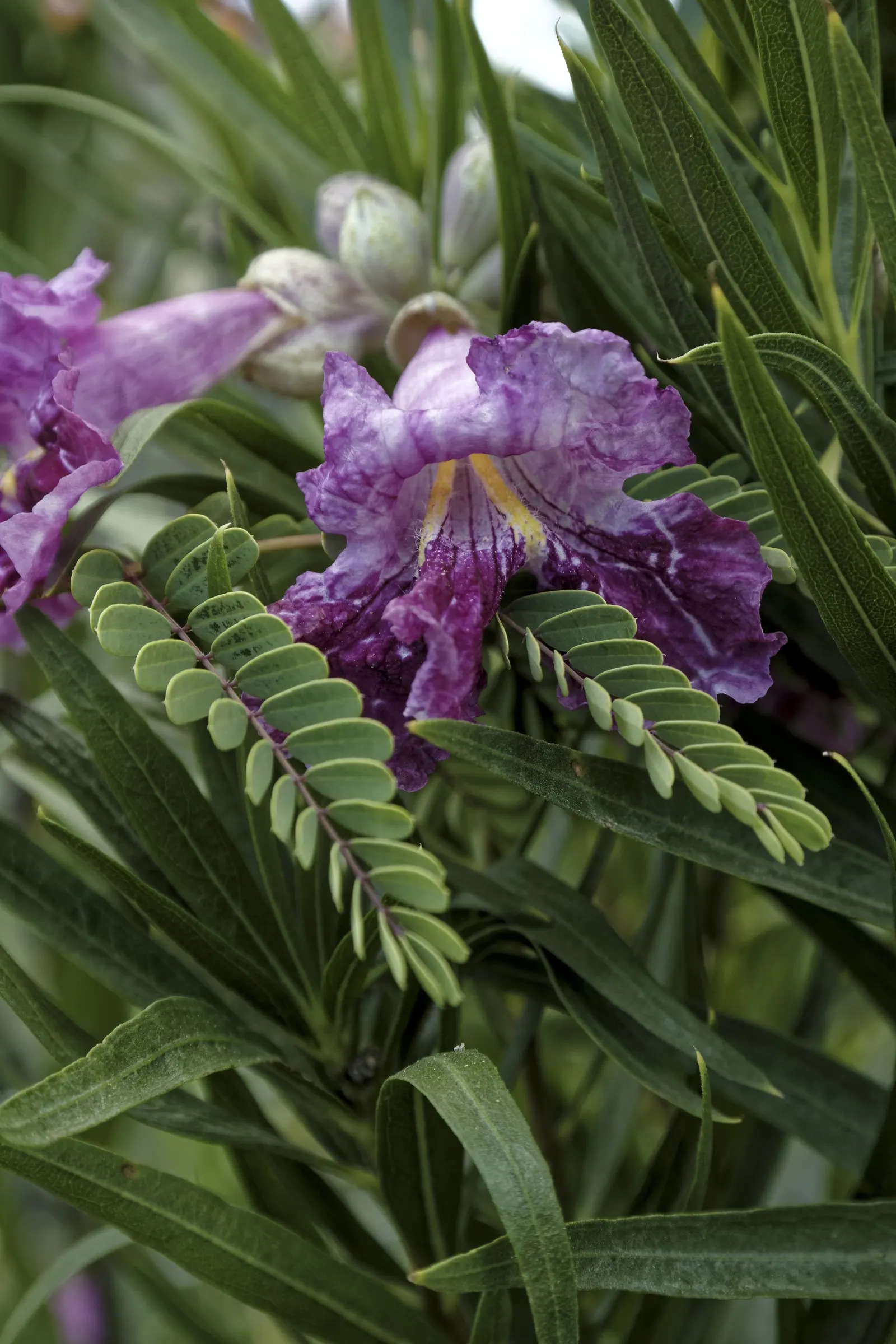 Desert Willow (Chilopsis Linearis) — Desert Willow (Chilopsis linearis); attaining heights of 15-30 feet, image 51