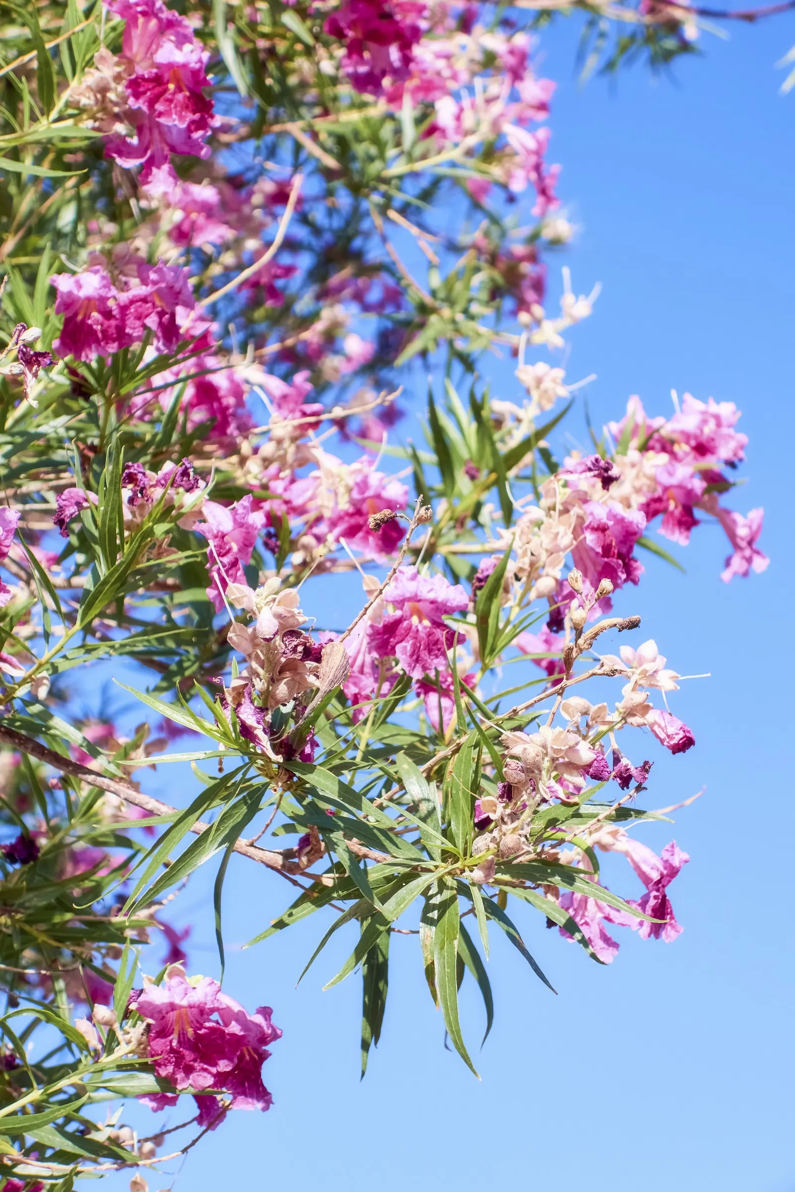 Desert Willow (Chilopsis Linearis) — thrives in USDA zones 7-9; the tree showcases its beauty with an abundant display of trumpet-shaped flowers, image 53