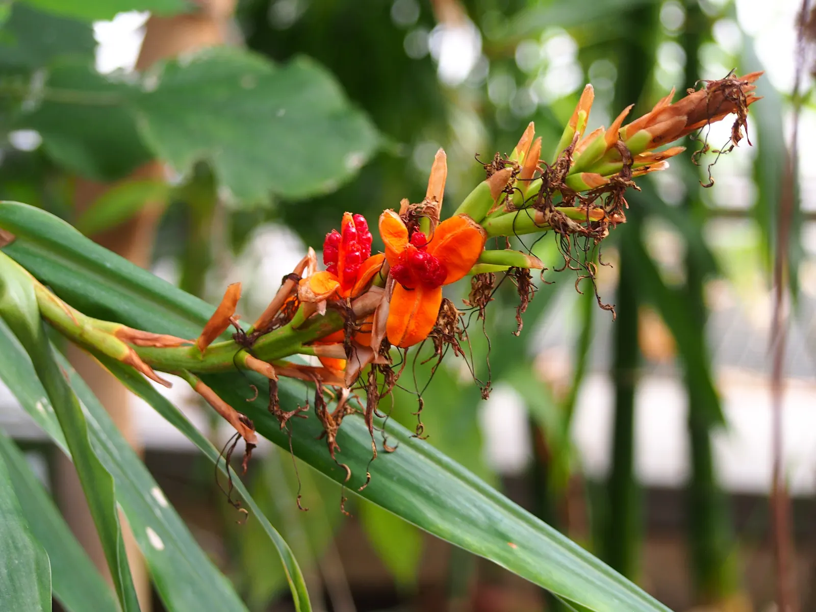 Kahili Ginger (Hedychium Gardnerianum) — Suitable for zones 8-10, it thrives in partial shade and moist, well-drained soil