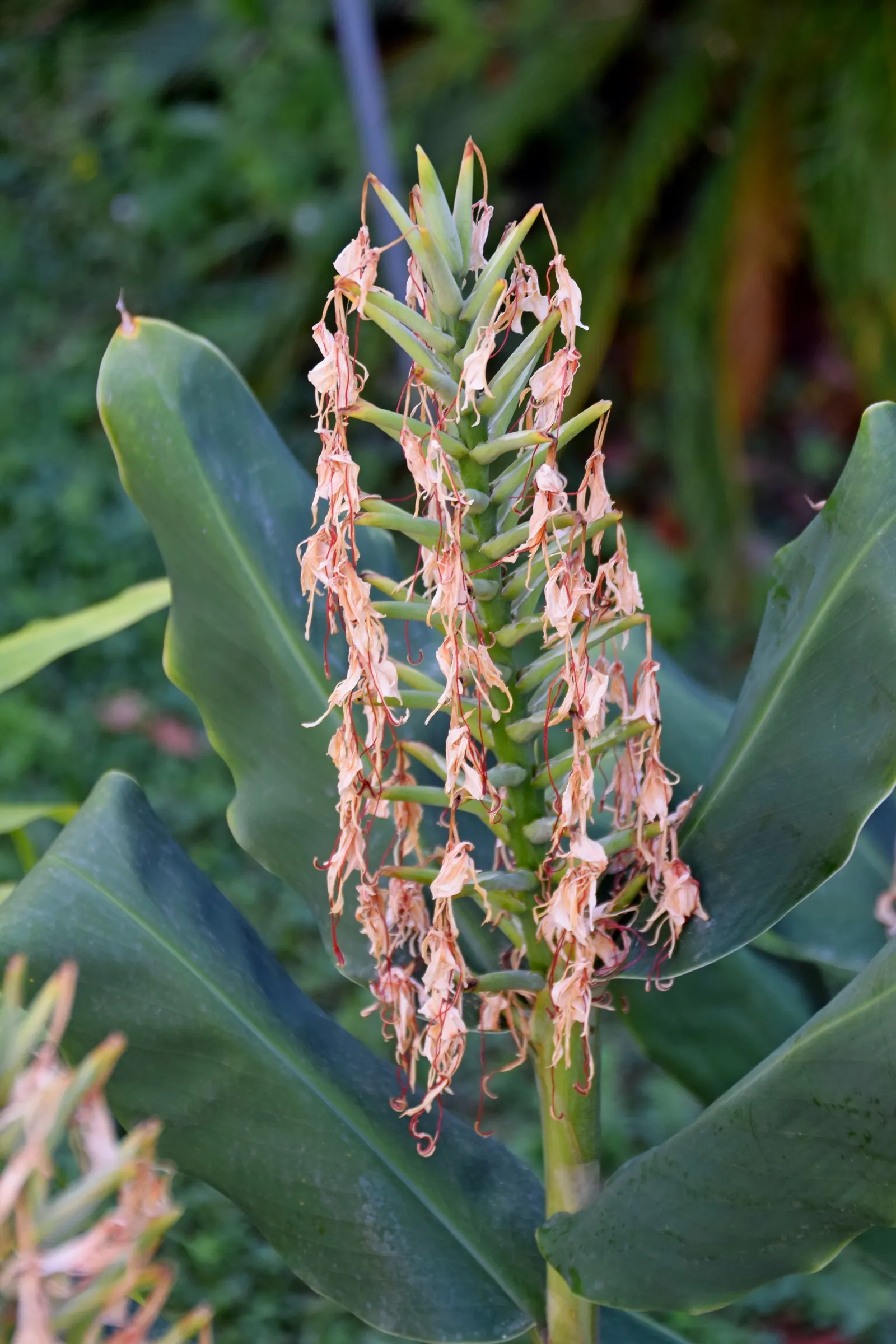 Kahili Ginger (Hedychium Gardnerianum) — is an ornamental perennial with a lush tropical appeal