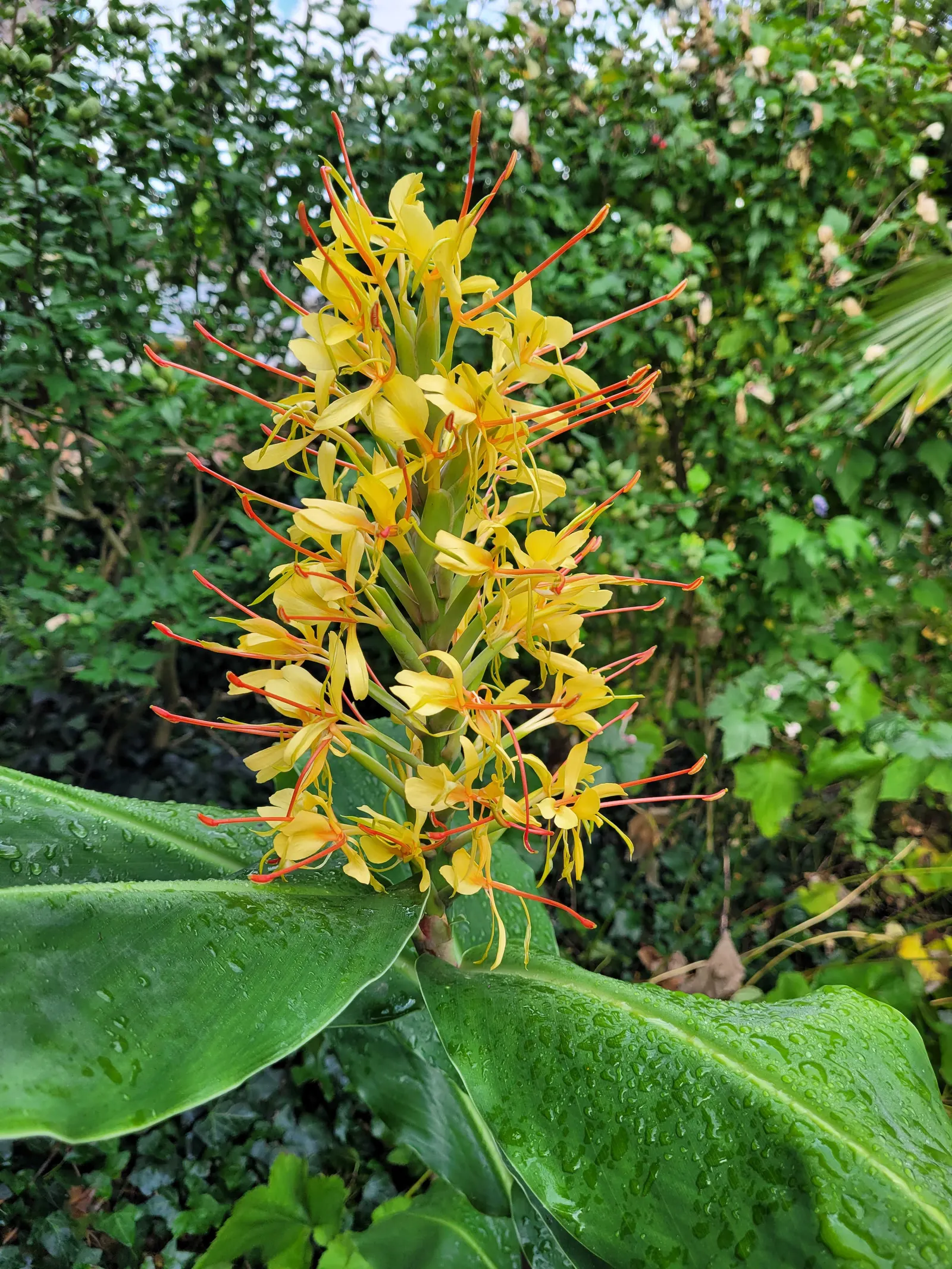 Kahili Ginger (Hedychium Gardnerianum) — this robust perennial can reach heights of 6 to 8 feet; well-draining soil with consistent moisture, image 85