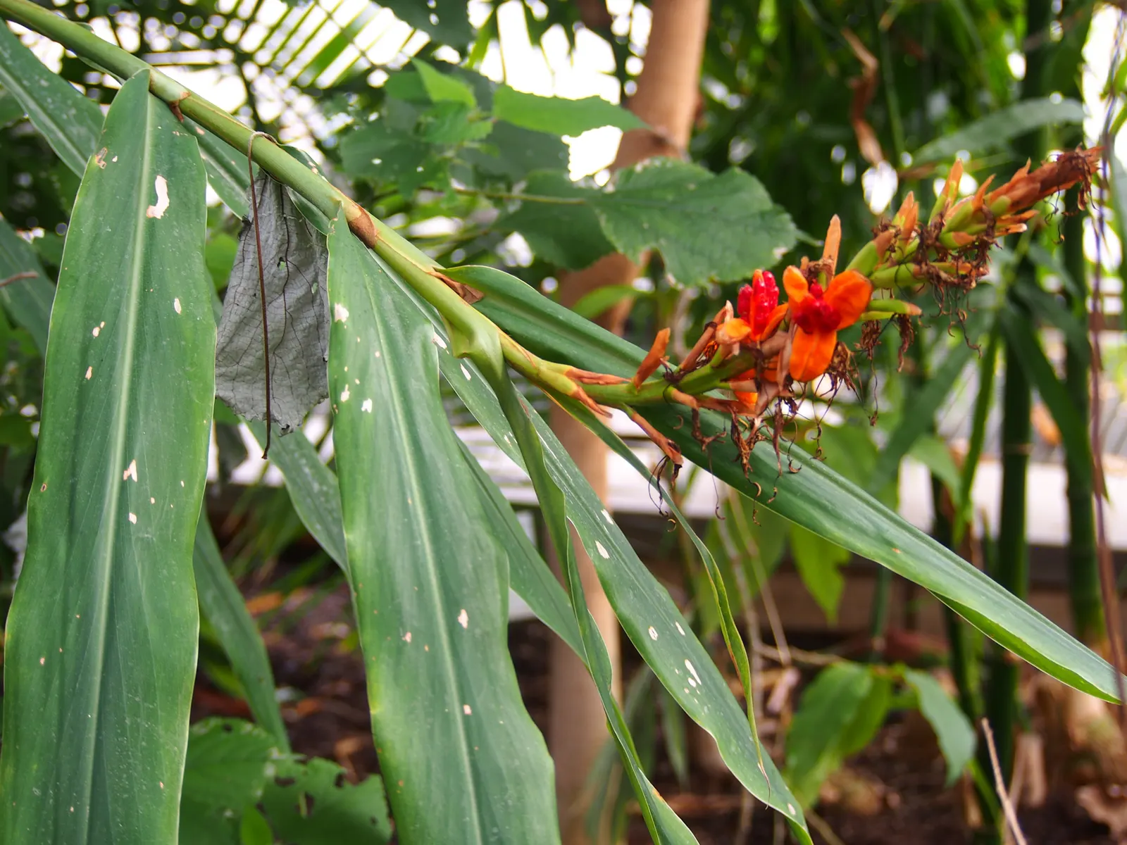 Kahili Ginger (Hedychium Gardnerianum) — The true showstopper is the Kahili Ginger's inflorescence; in late summer to early fall; perennial with, image 86