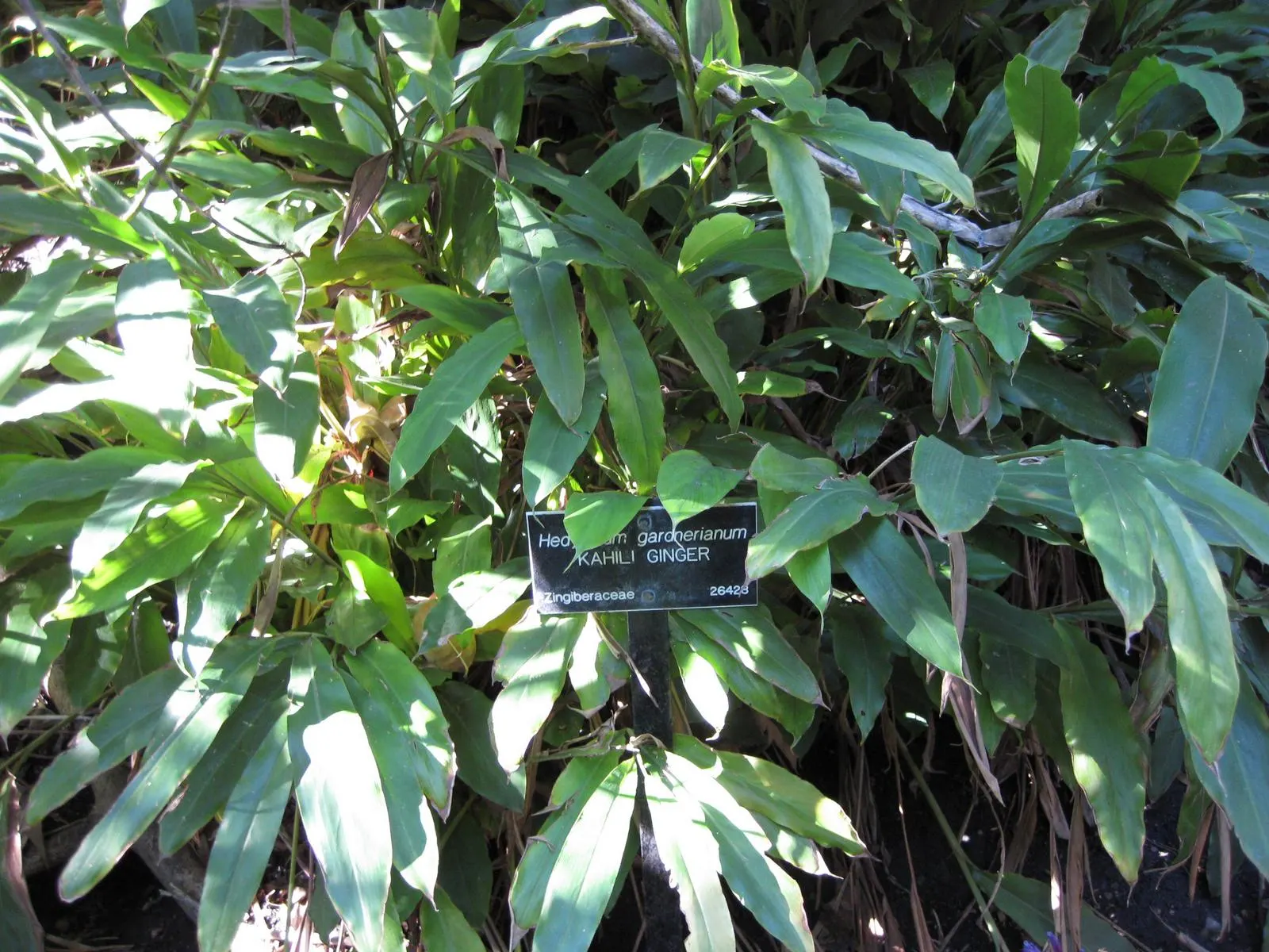 Kahili Ginger (Hedychium Gardnerianum) — Originating from the Himalayas; this robust perennial can reach heights of 6 to 8 feet, image 59