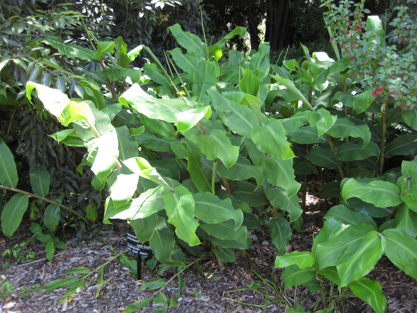 Kahili Ginger (Hedychium Gardnerianum) — conical clusters of fragrant yellow flowers with long; ideal for creating bold, sensory-focused garden, image 87