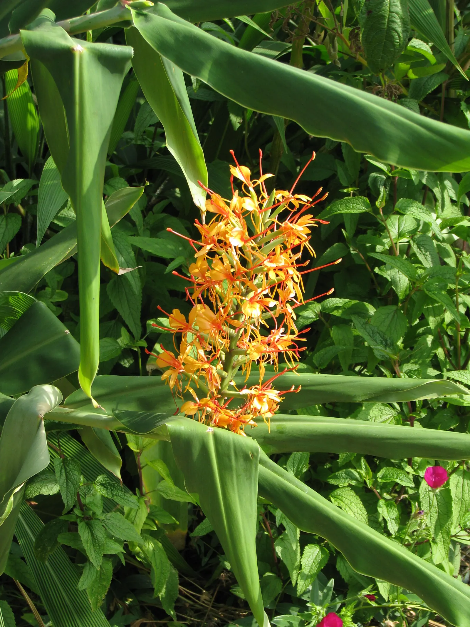 Kahili Ginger (Hedychium Gardnerianum) — is an ornamental perennial with a lush tropical appeal; suitable for zones 8-10, it thrives in partial, image 126