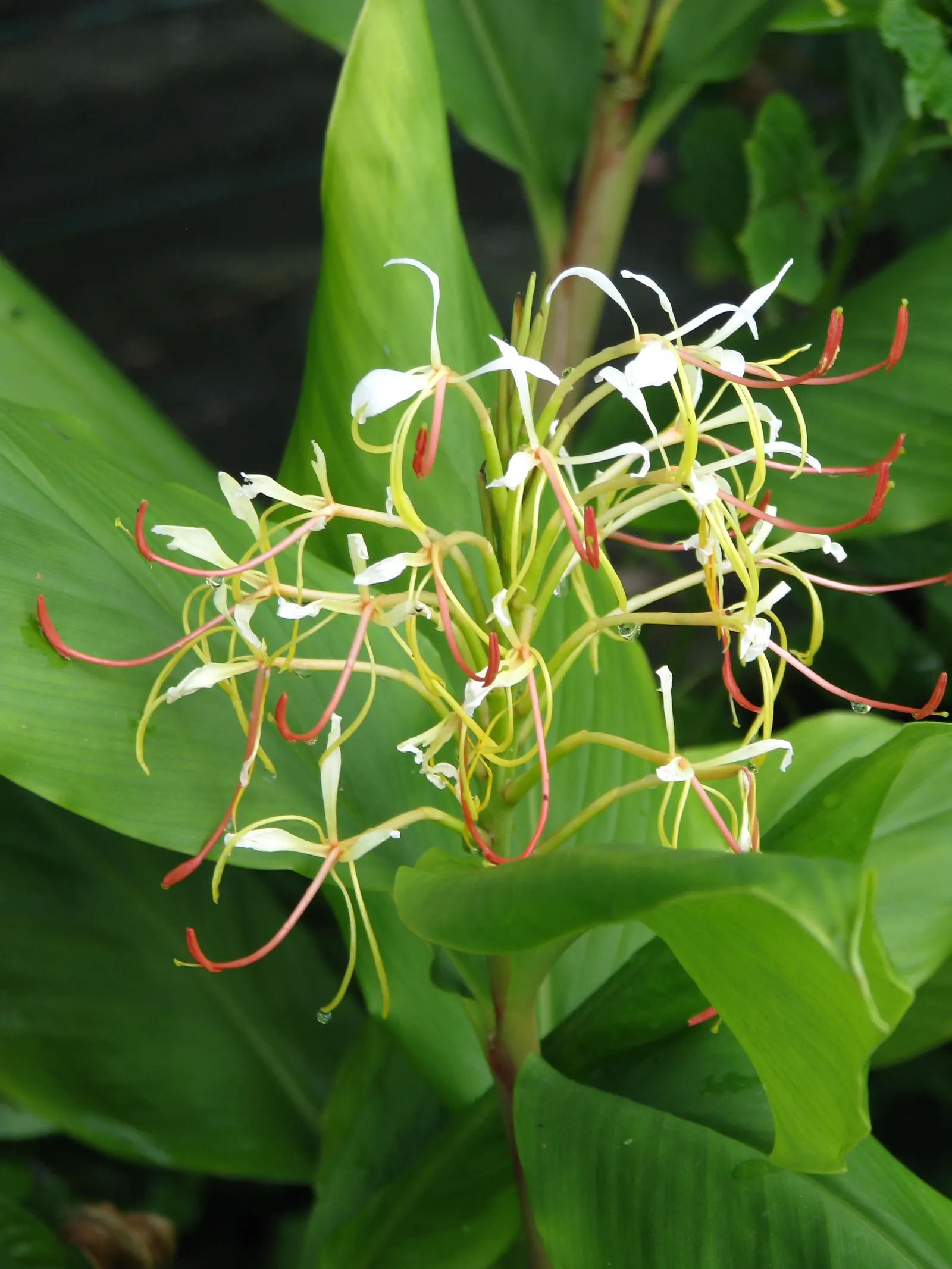 Kahili Ginger (Hedychium Gardnerianum) — Given its potential to spread; note: It's considered invasive in some regions; assess local guidelines, image 119