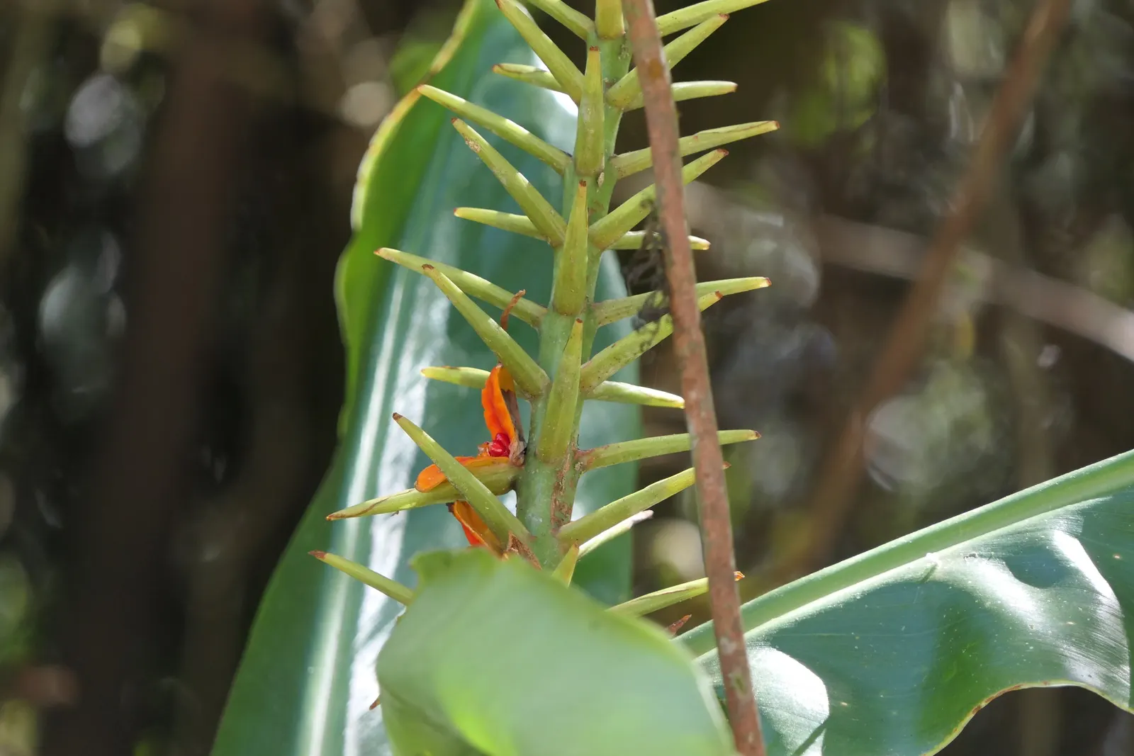 Kahili Ginger (Hedychium Gardnerianum) — is an ornamental perennial with a lush tropical appeal; suitable for zones 8-10, it thrives in partial, image 51