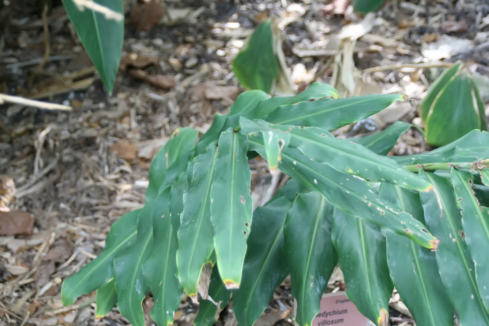 Kahili Ginger (Hedychium Gardnerianum) — perennial with yellow blooms; adding movement and vitality to your garden.<br><br>Preferring partial shade, image 124