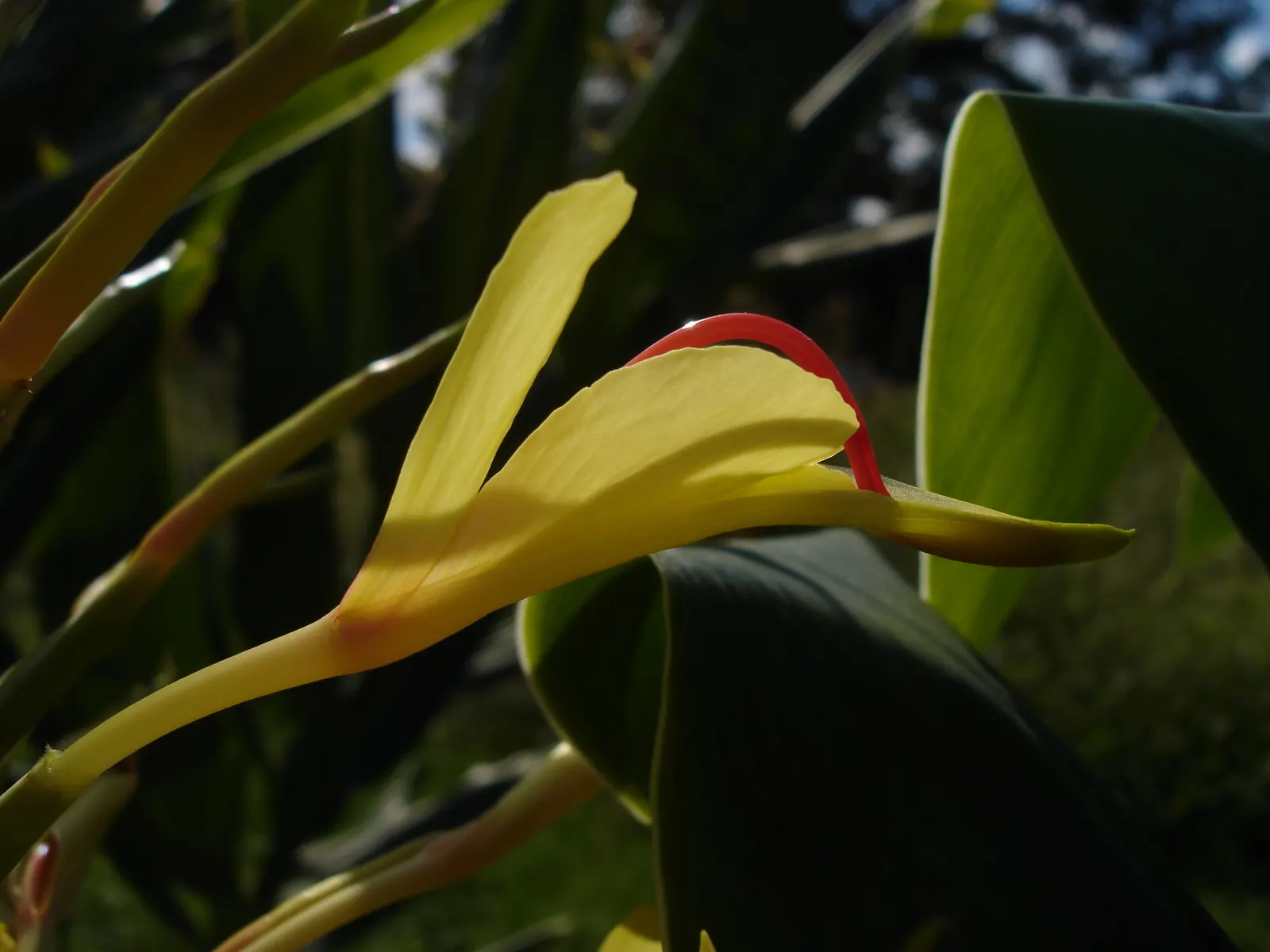 Kahili Ginger (Hedychium Gardnerianum) — It's hardy in USDA zones 8 to 10 and can tolerate a minimum temperature of around 20&deg;F; yellow flowers, image 118
