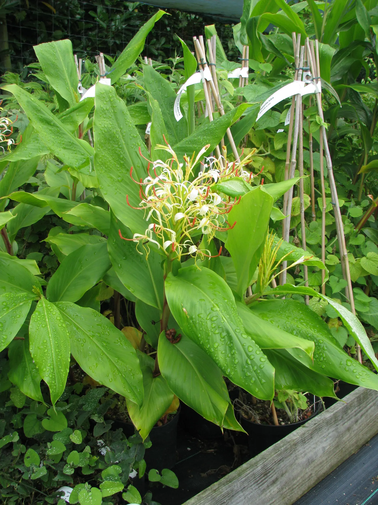 Kahili Ginger (Hedychium Gardnerianum) — The true showstopper is the Kahili Ginger's inflorescence; in late summer to early fall