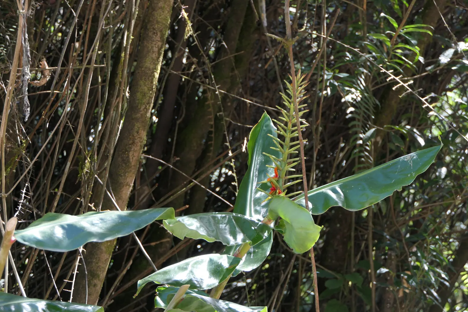 Kahili Ginger (Hedychium Gardnerianum) — and visually captivating element that elevates the sensory experience of their garden oasis; is an, image 122