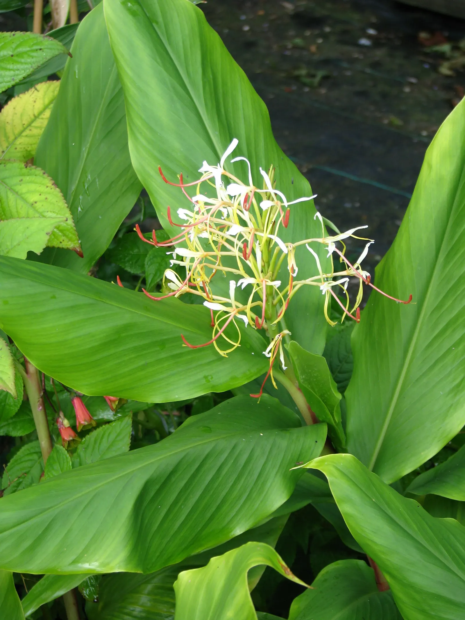 Kahili Ginger (Hedychium Gardnerianum) — The true showstopper is the Kahili Ginger's inflorescence; in late summer to early fall; perennial with yellow blooms