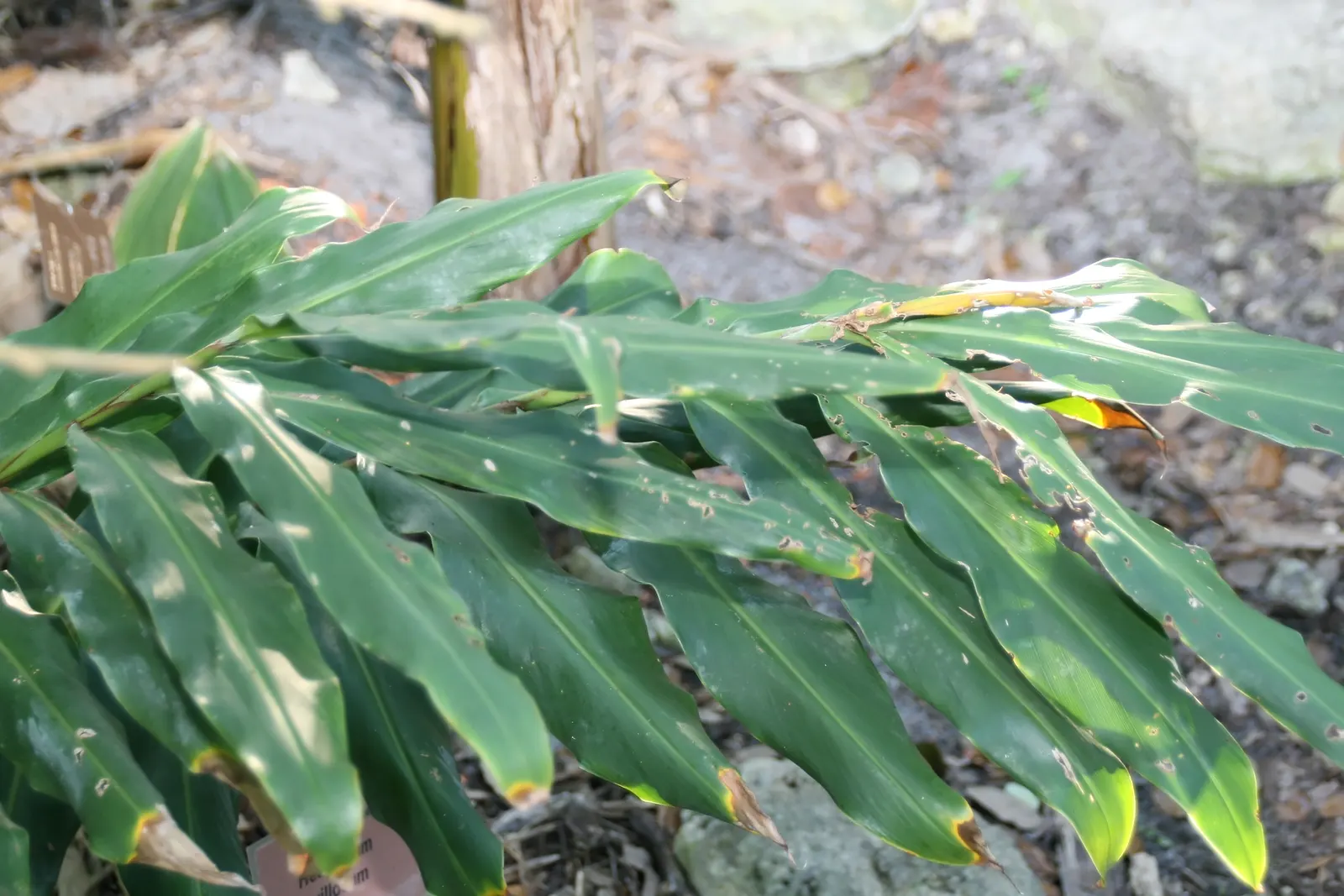 Kahili Ginger (Hedychium Gardnerianum) — be mindful of placement and consider containment strategies to prevent invasiveness; conical clusters of, image 120