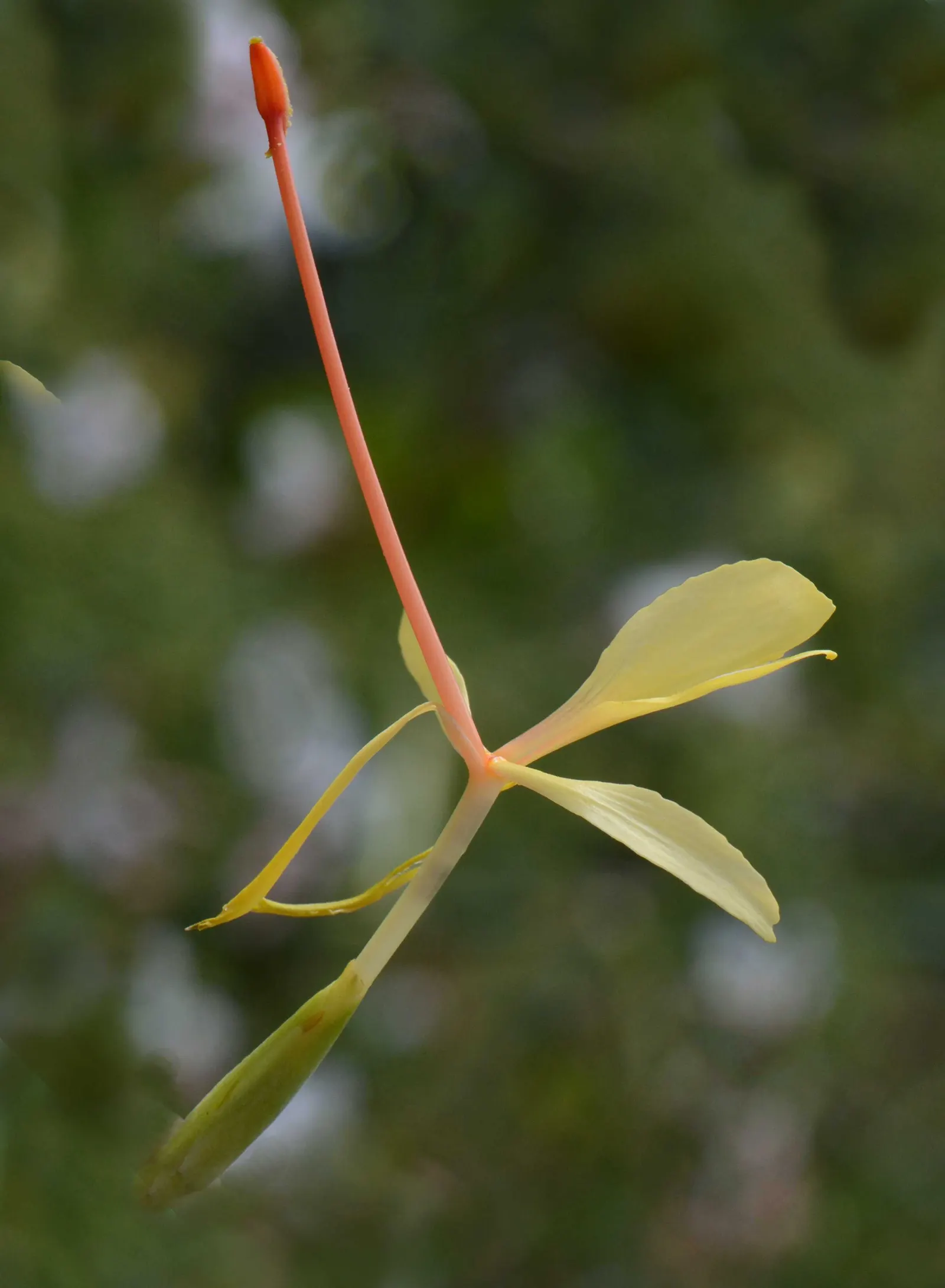 Kahili Ginger (Hedychium Gardnerianum) — be mindful of placement and consider containment strategies to prevent invasiveness; conical clusters of fragrant
