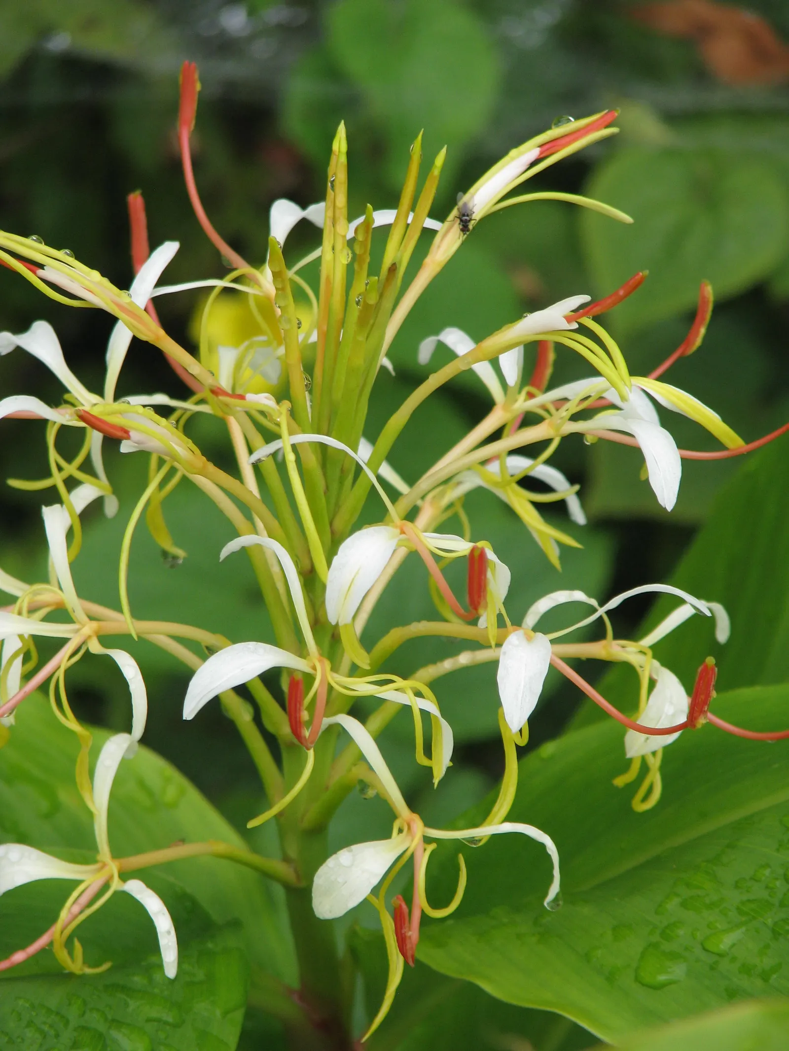 Kahili Ginger (Hedychium Gardnerianum) — Ideal for creating bold, sensory-focused garden sections; are not only visually appealing but also attract, image 56